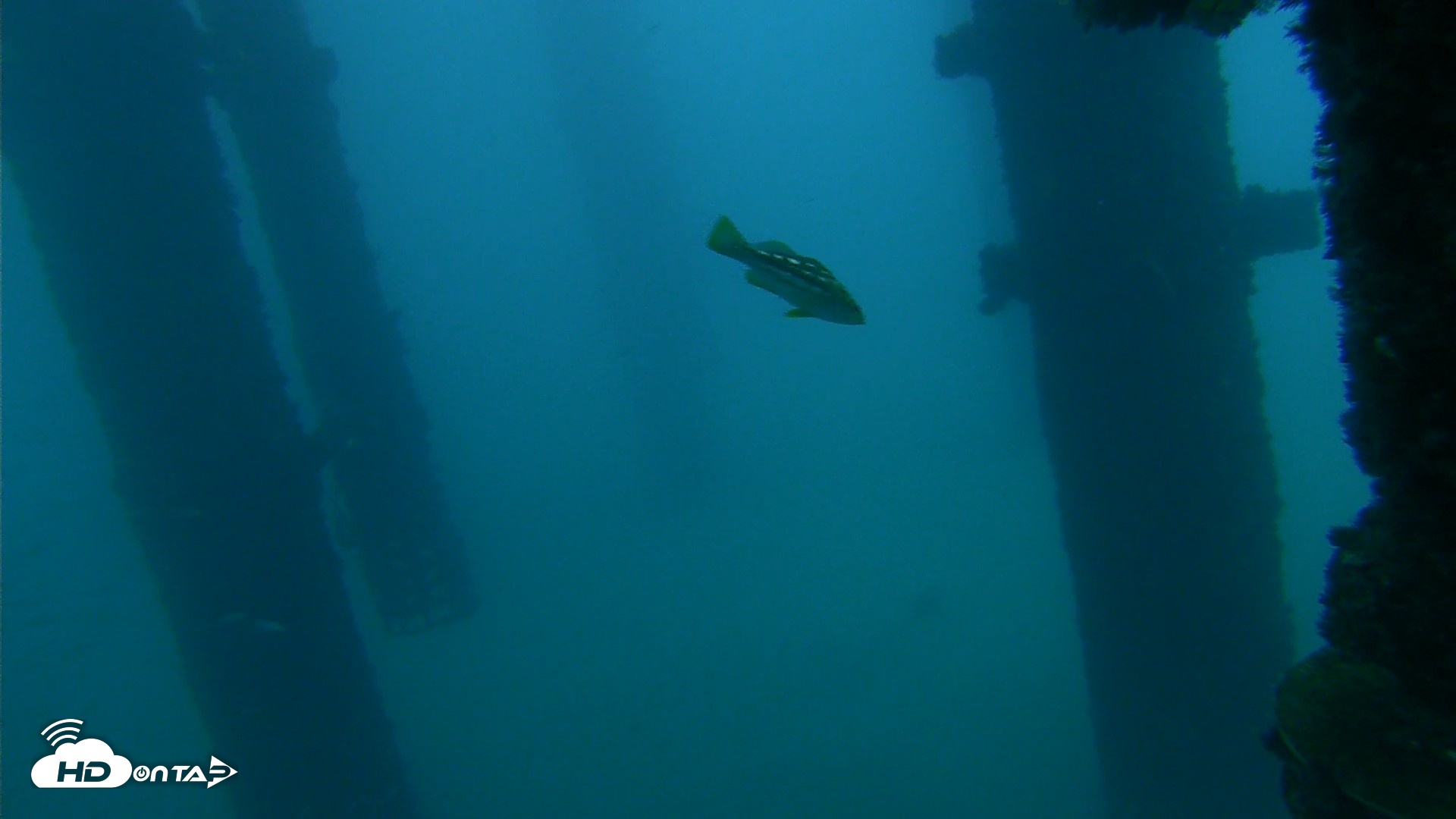 Snapshot of Scripps Pier Underwater Live Webcam taken Sep 30, 2026, 6:42am PDT