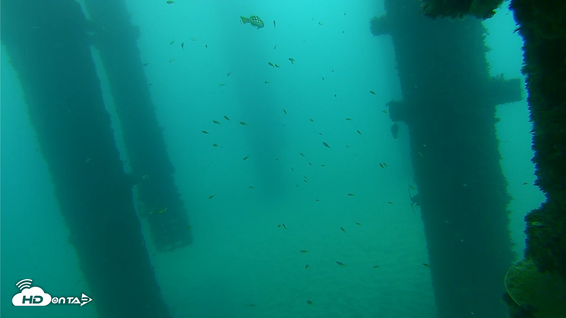 Snapshot of Scripps Pier Underwater Live Webcam taken Sep 17, 2026, 8:08am PDT