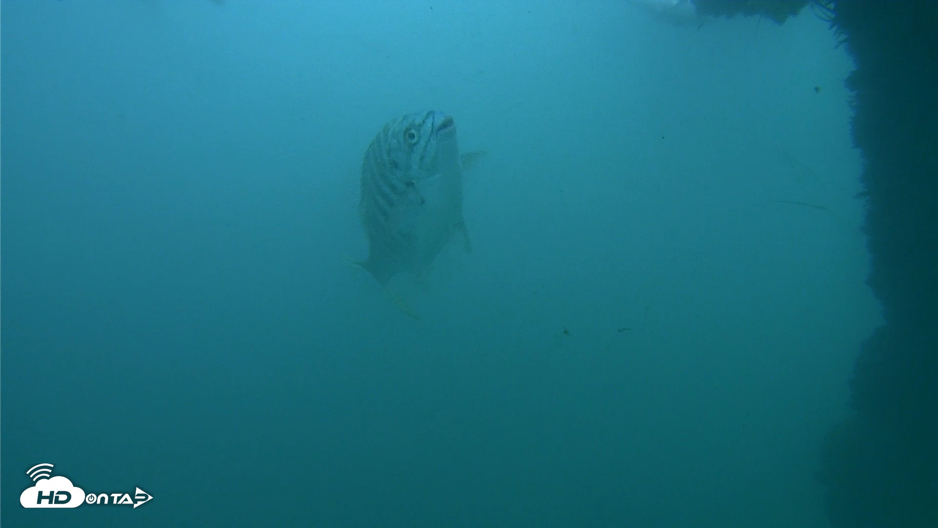 Snapshot of Scripps Pier Underwater Live Webcam taken Oct 11, 2026, 3:45pm PDT