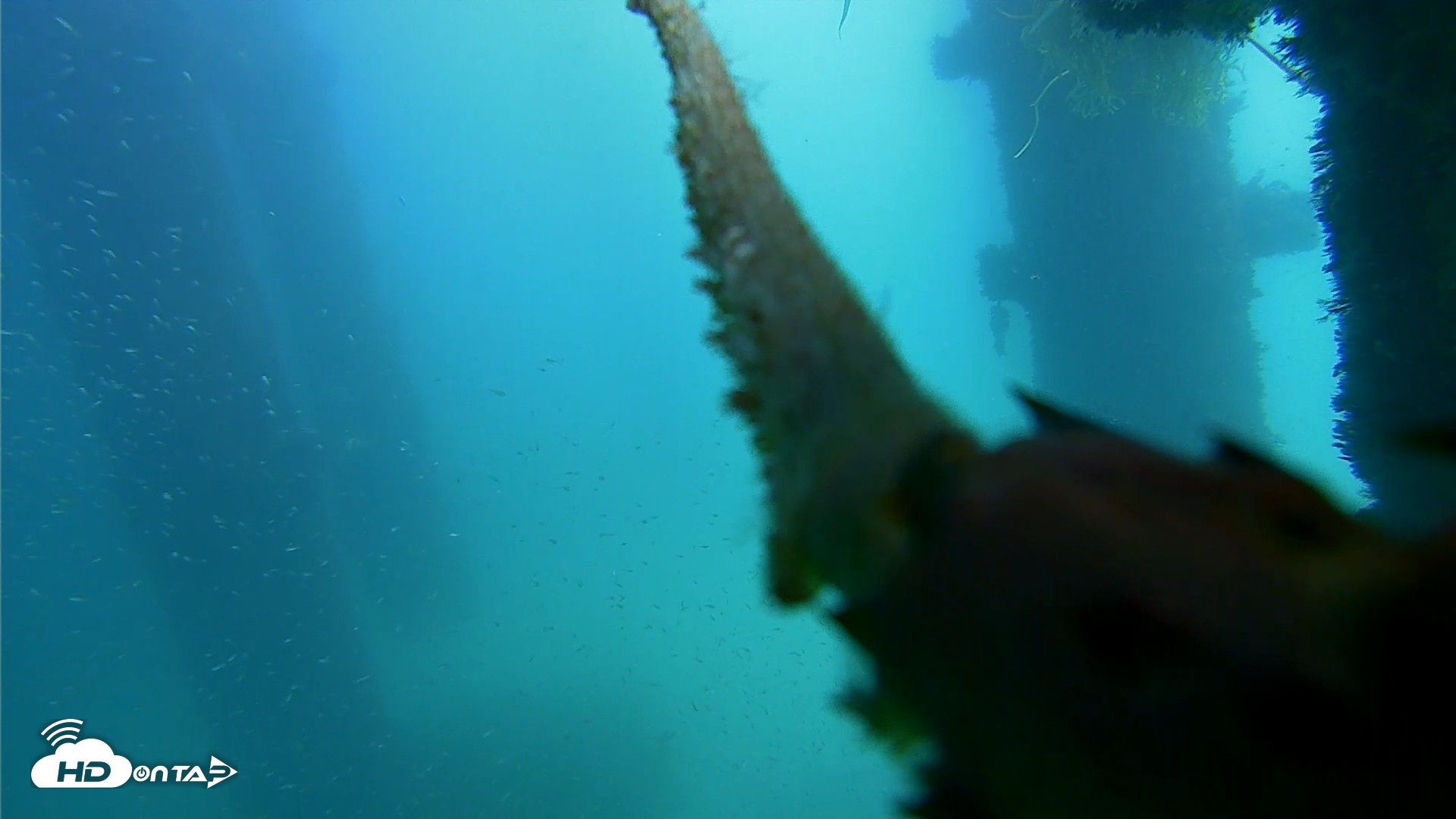 Snapshot of Scripps Pier Underwater Live Webcam taken Oct 3, 2026, 12:33pm PDT