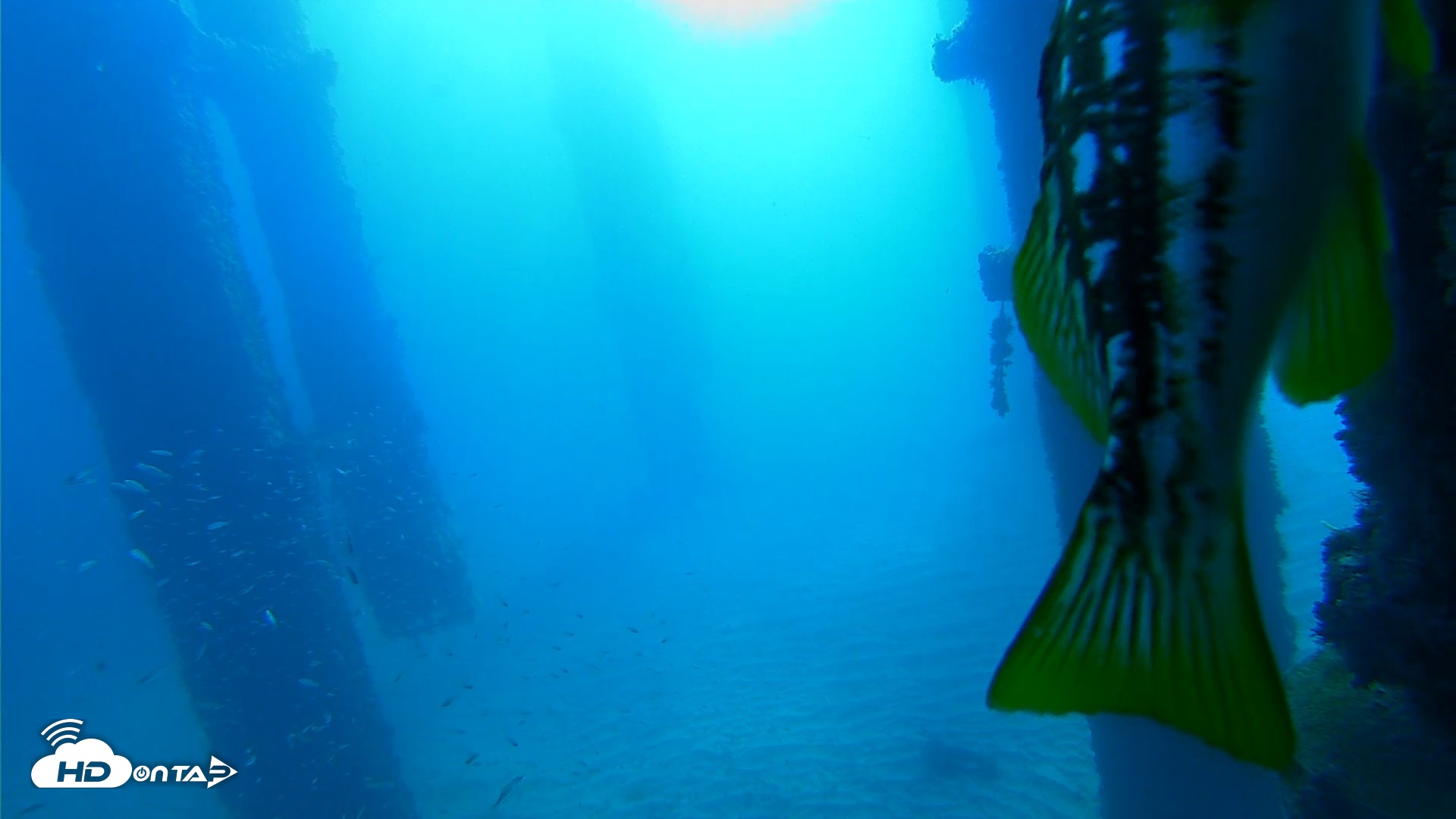 Snapshot of Scripps Pier Underwater Live Webcam taken Oct 5, 2026, 9:17am PDT