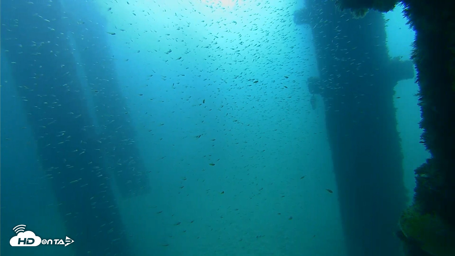 Snapshot of Scripps Pier Underwater Live Webcam taken Sep 25, 2026, 9:20am PDT