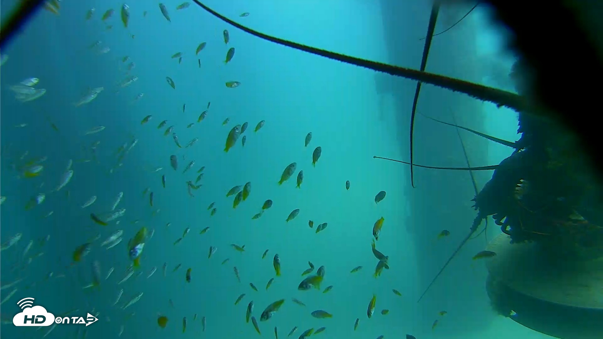 Snapshot of Scripps Pier Underwater Live Webcam taken Aug 13, 2026, 1:36pm PDT