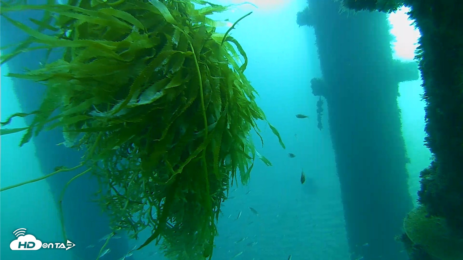 Snapshot of Scripps Pier Underwater Live Webcam taken Oct 5, 2026, 7:41am PDT