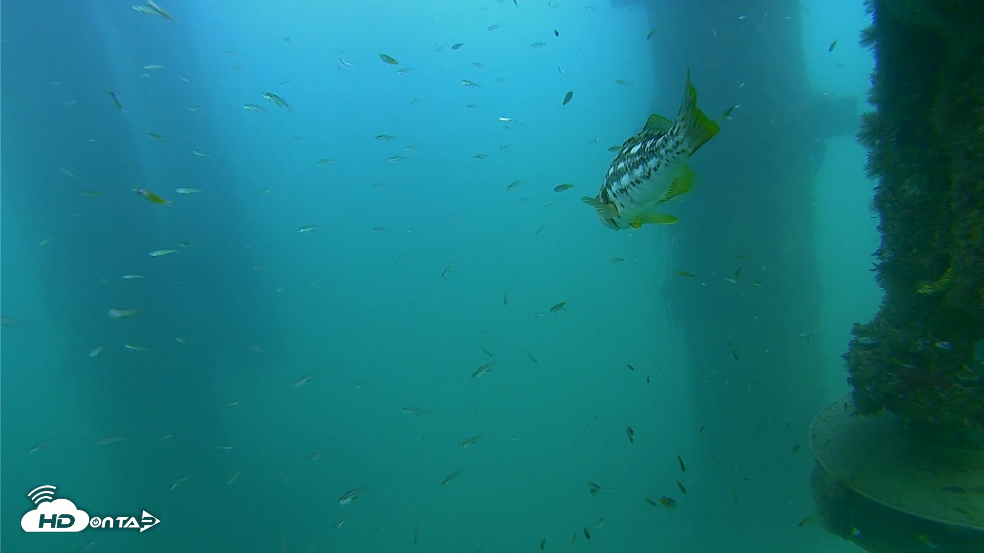 Snapshot of Scripps Pier Underwater Live Webcam taken Aug 14, 2026, 6:08pm PDT