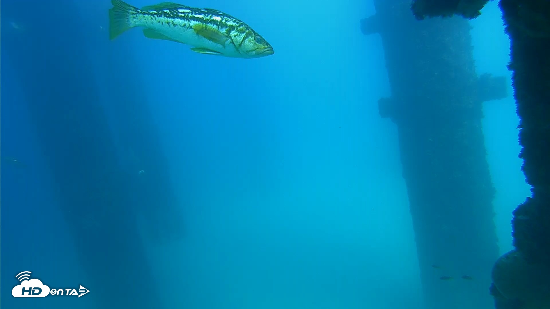 Snapshot of Scripps Pier Underwater Live Webcam taken Sep 16, 2026, 2:52pm PDT