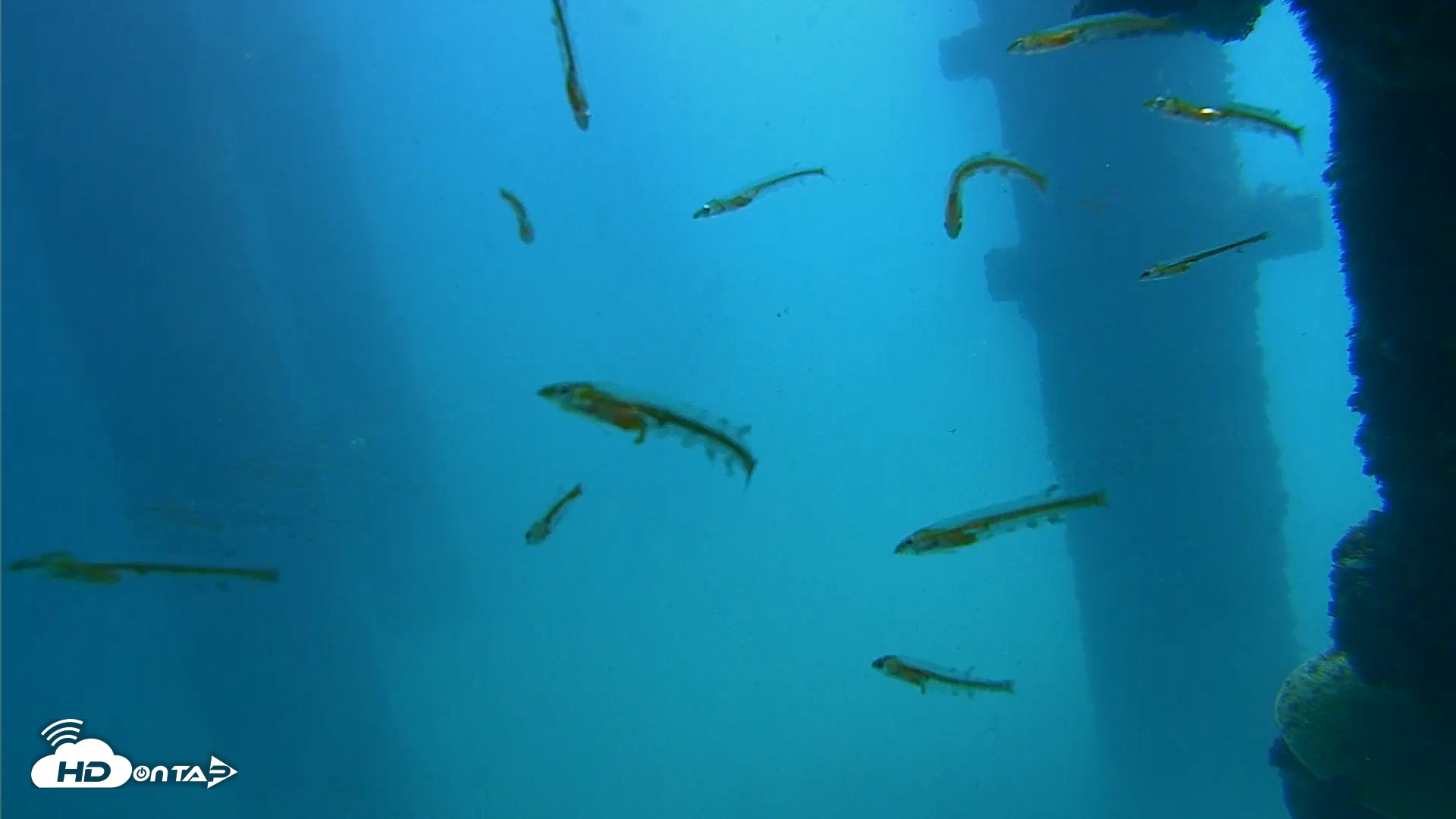 Snapshot of Scripps Pier Underwater Live Webcam taken Sep 19, 2026, 12:33pm PDT