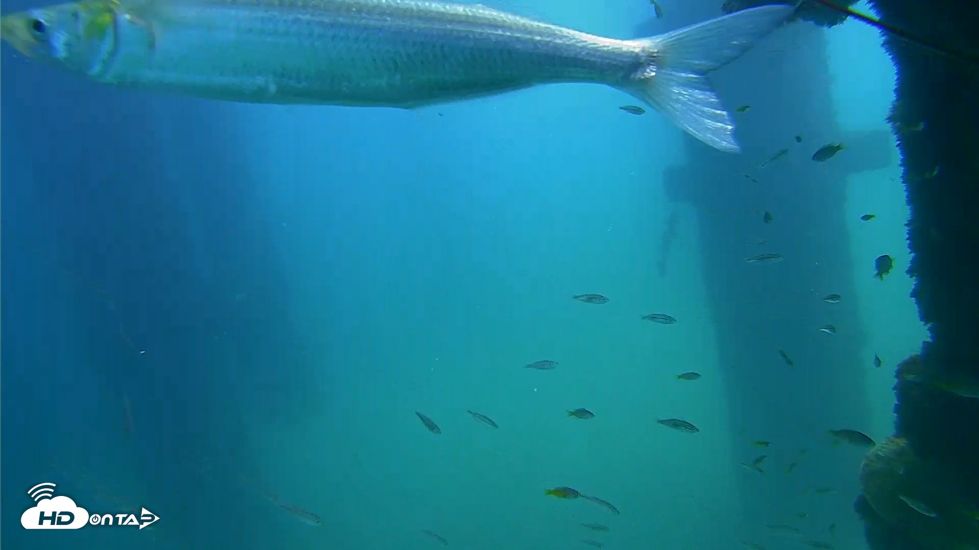 Snapshot of Scripps Pier Underwater Live Webcam taken Sep 22, 2026, 1:02pm PDT