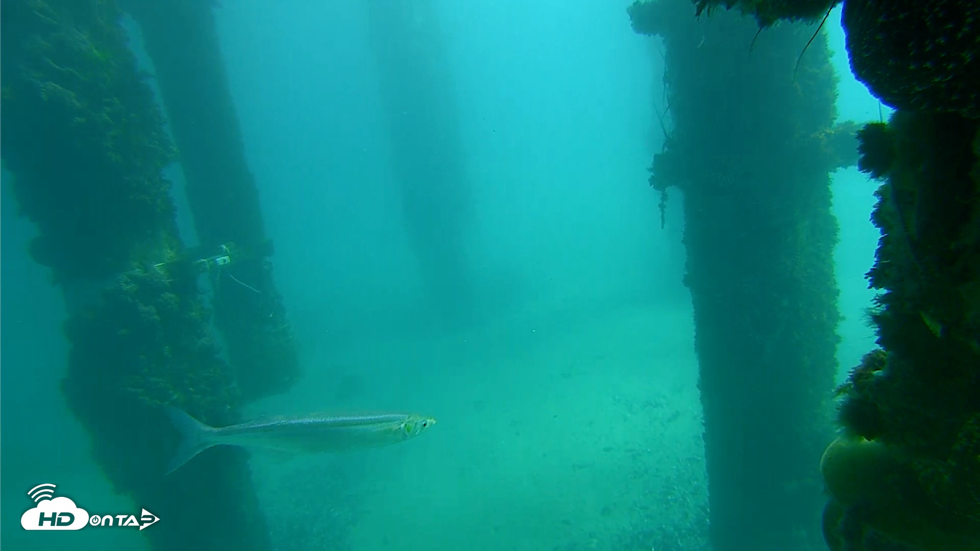 Snapshot of Scripps Pier Underwater Live Webcam taken Feb 12, 2026, 11:28am PST