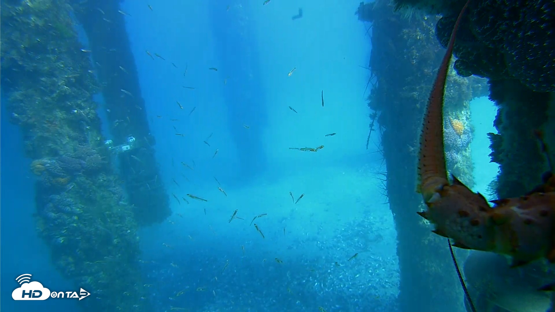 Snapshot of Scripps Pier Underwater Live Webcam taken Jan 27, 2026, 2:18pm PST