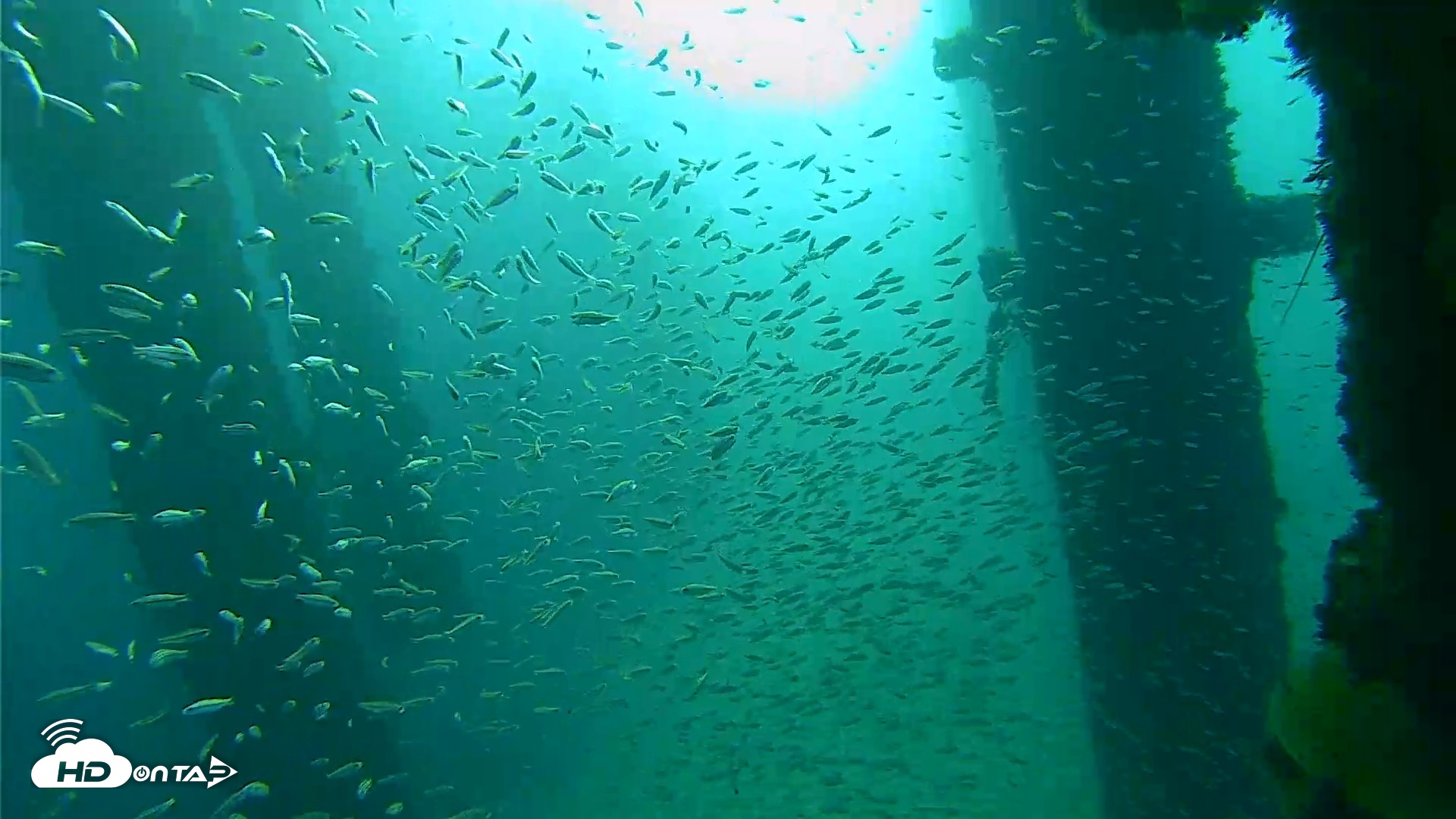 Snapshot of Scripps Pier Underwater Live Webcam taken Oct 7, 2026, 8:06am PDT