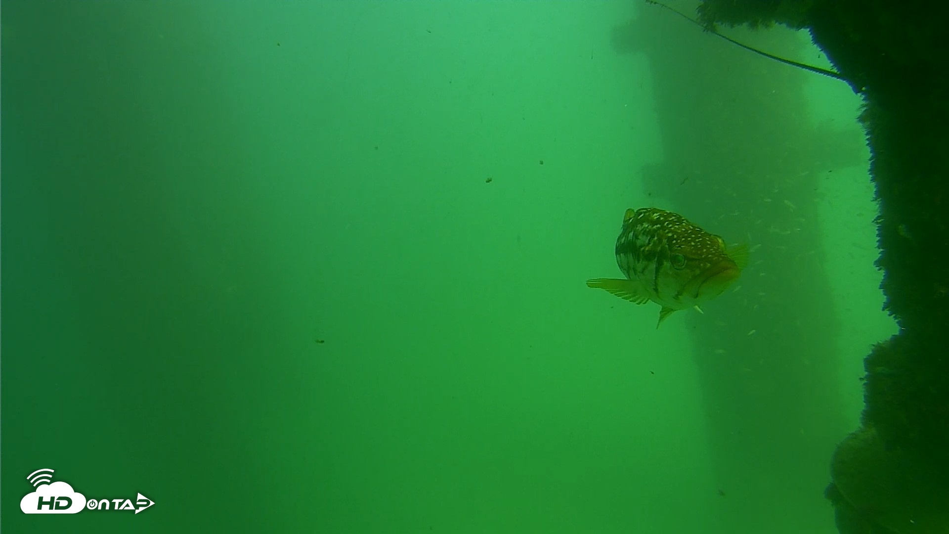 Snapshot of Scripps Pier Underwater Live Webcam taken Sep 18, 2026, 2:47pm PDT