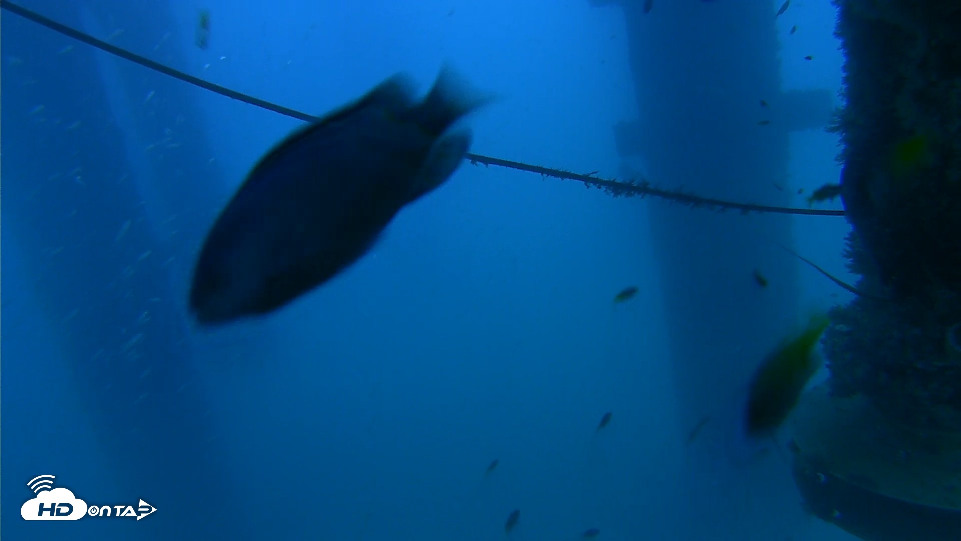 Snapshot of Scripps Pier Underwater Live Webcam taken Aug 28, 2026, 7:12pm PDT