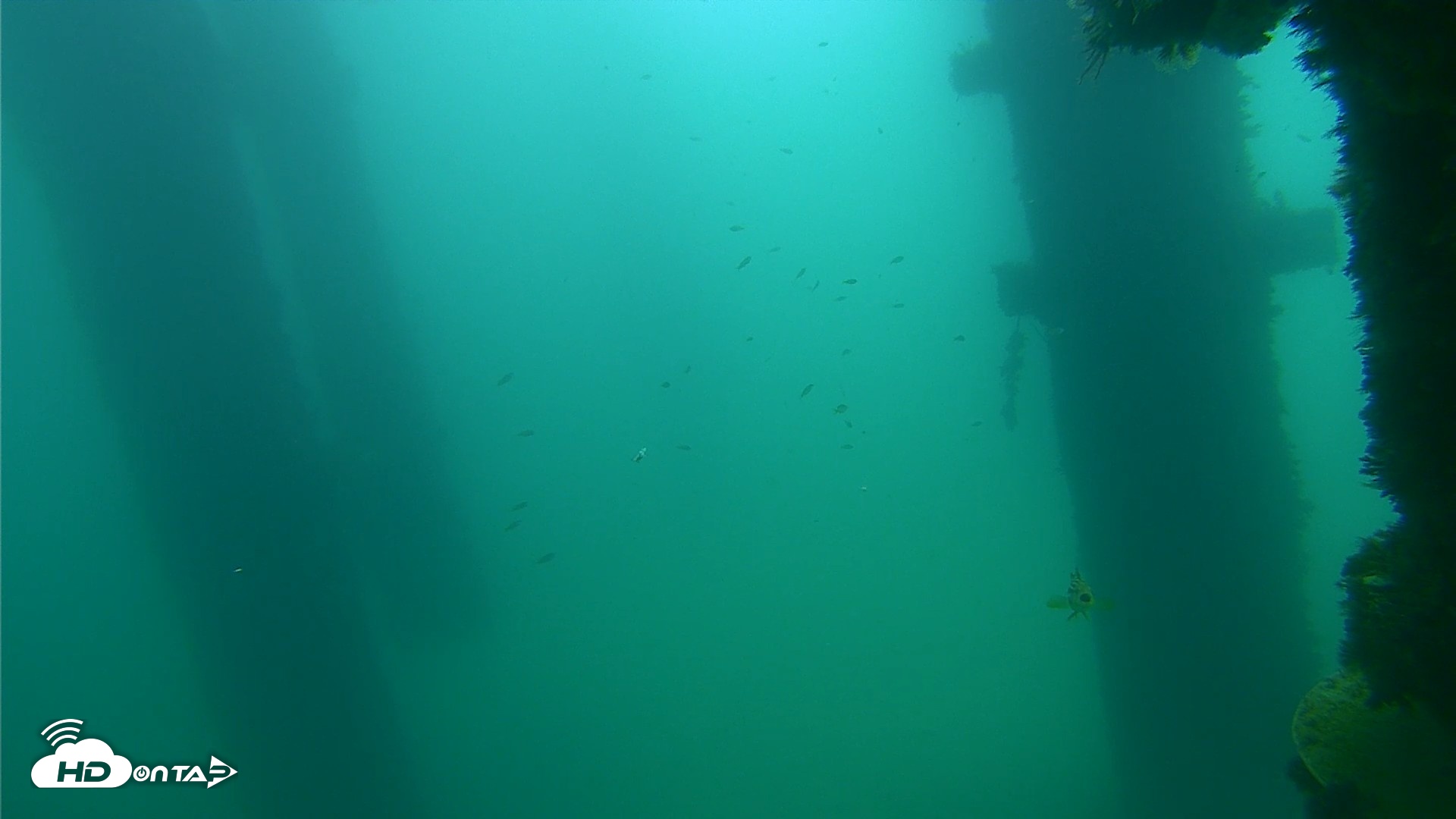 Snapshot of Scripps Pier Underwater Live Webcam taken Sep 18, 2026, 10:57am PDT
