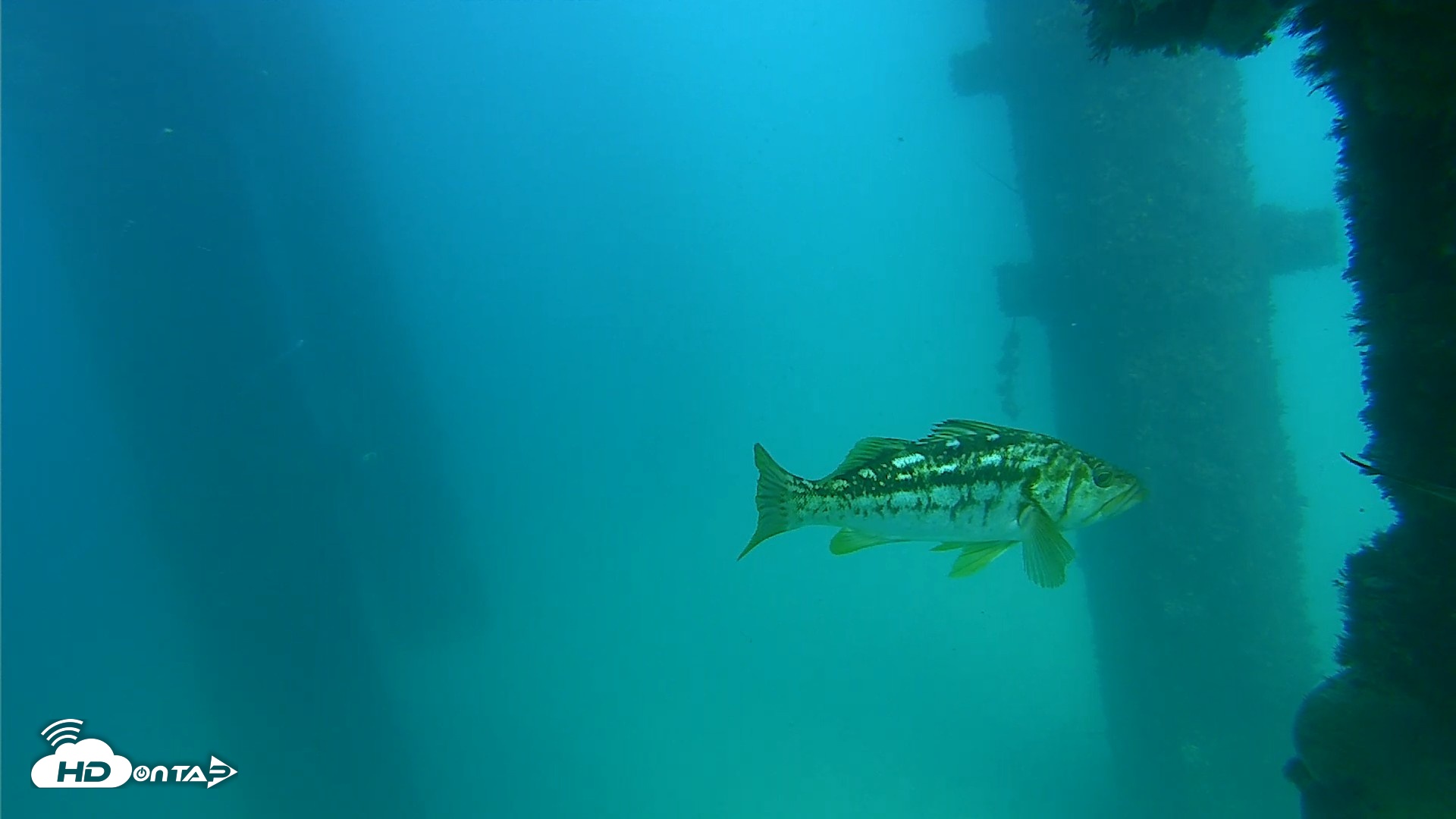 Snapshot of Scripps Pier Underwater Live Webcam taken Sep 17, 2026, 3:33pm PDT
