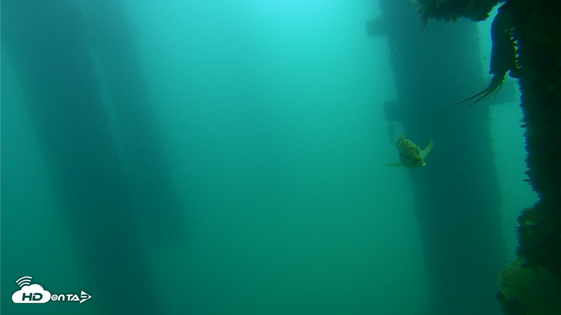 Snapshot of Scripps Pier Underwater Live Webcam taken Sep 18, 2026, 10:45am PDT