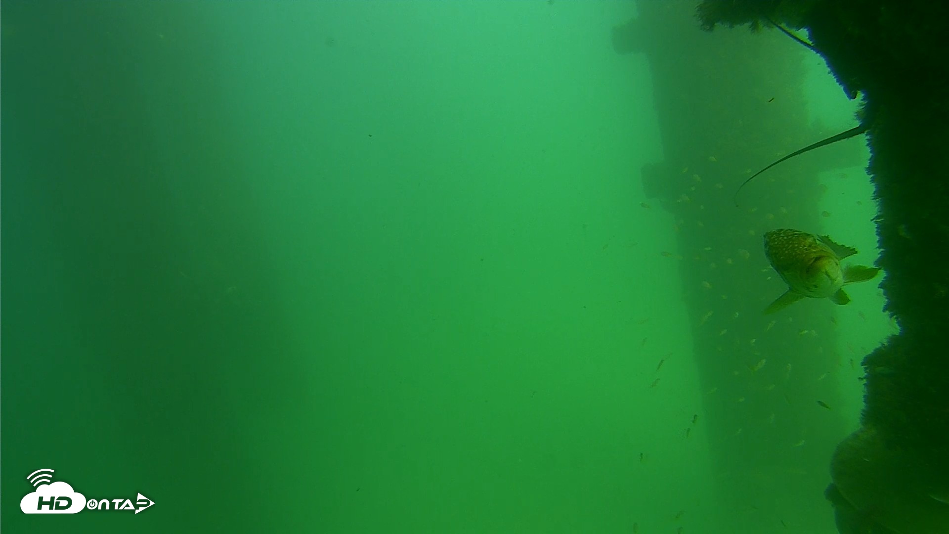 Snapshot of Scripps Pier Underwater Live Webcam taken Sep 18, 2026, 2:55pm PDT