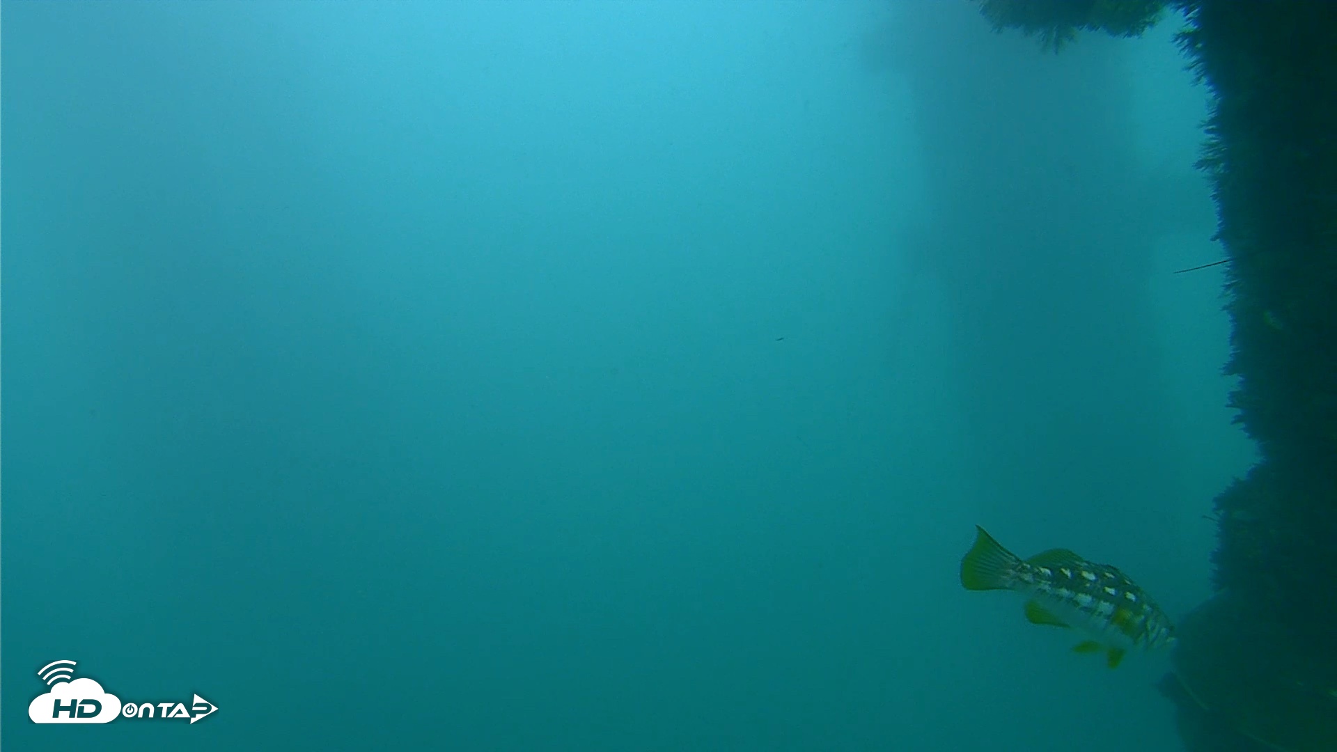 Snapshot of Scripps Pier Underwater Live Webcam taken Sep 29, 2026, 6:07pm PDT