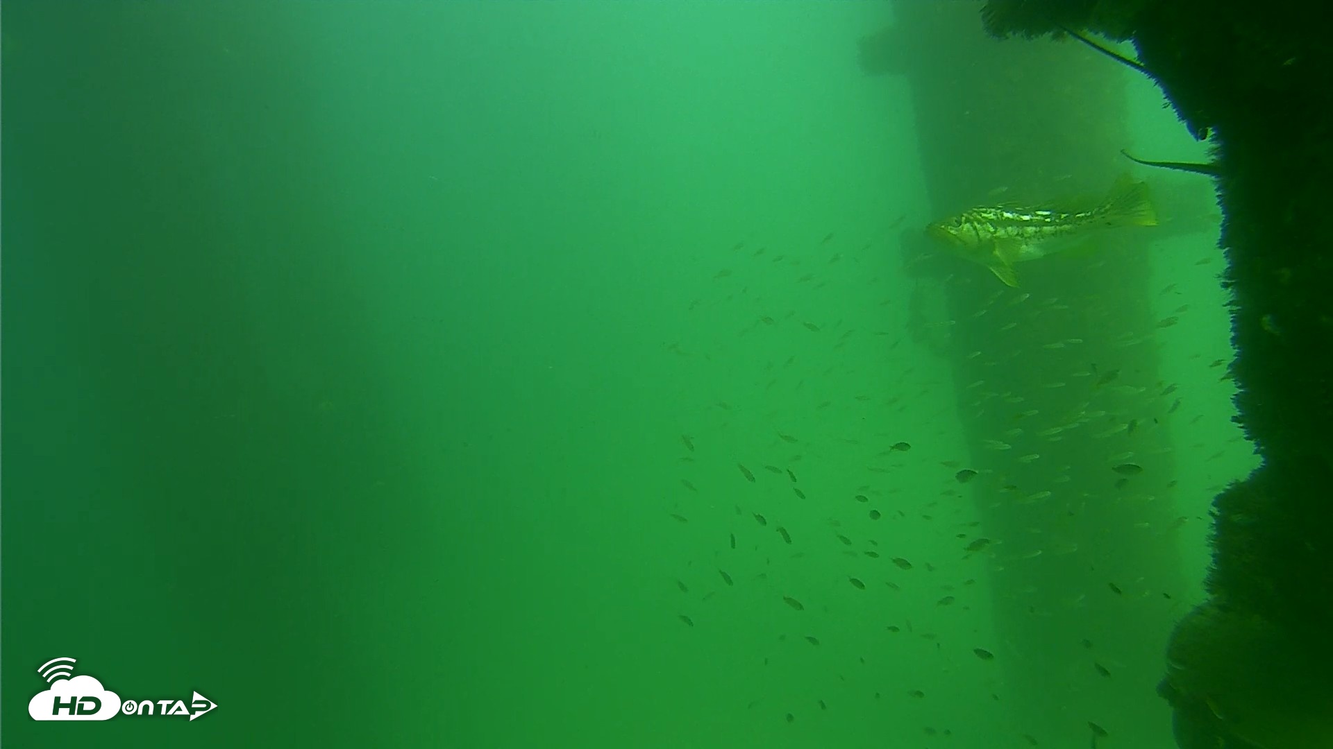 Snapshot of Scripps Pier Underwater Live Webcam taken Sep 18, 2026, 2:55pm PDT