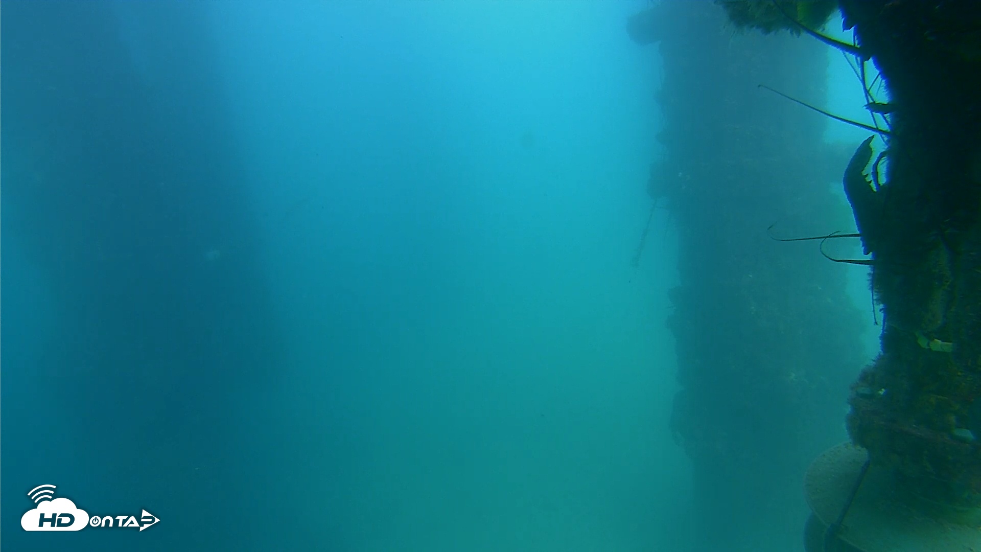 Snapshot of Scripps Pier Underwater Live Webcam taken Sep 8, 2025, 3:47pm PDT