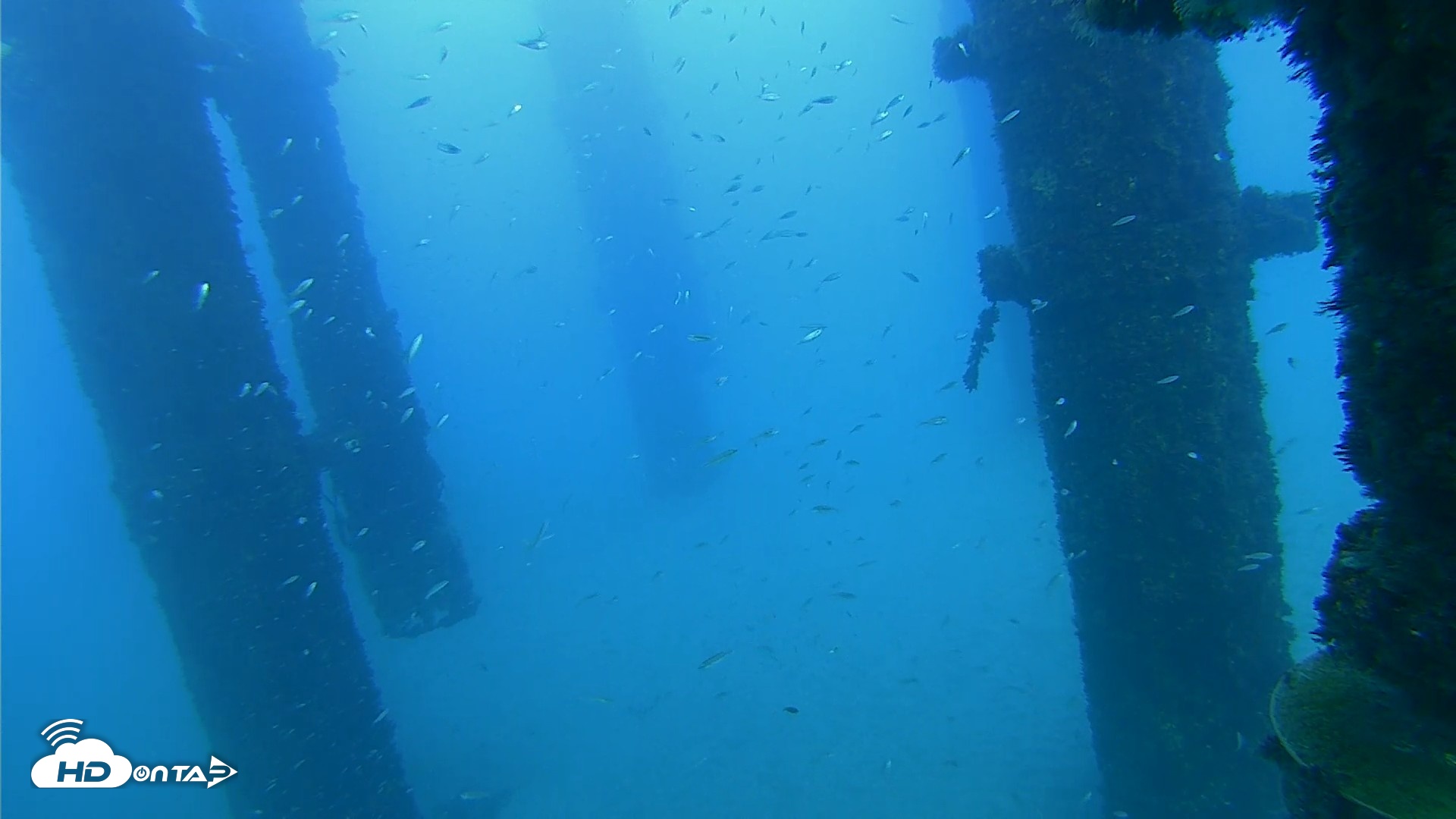 Snapshot of Scripps Pier Underwater Live Webcam taken Oct 7, 2026, 5:57pm PDT