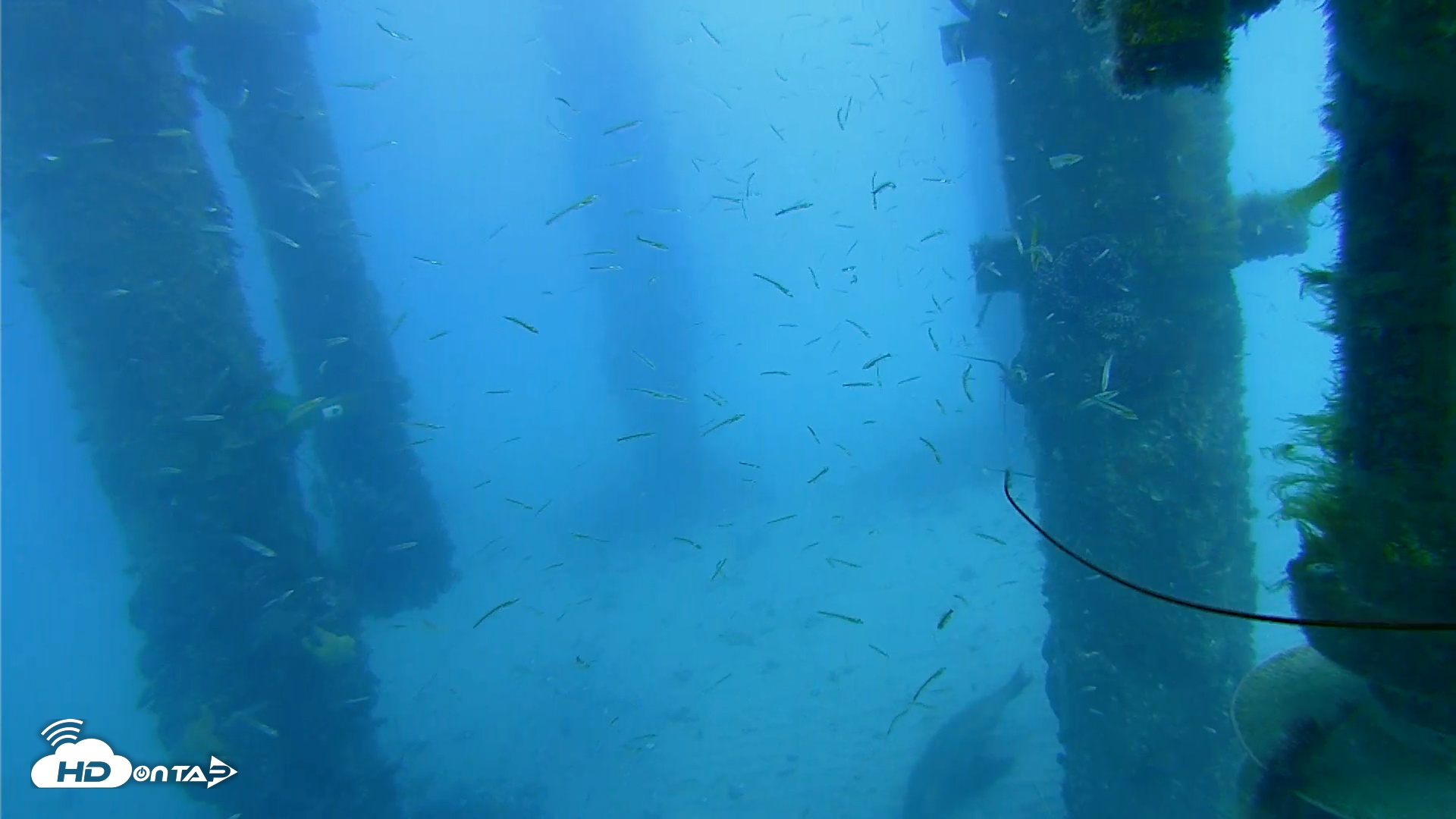 Snapshot of Scripps Pier Underwater Live Webcam taken Apr 2, 2026, 7:34am PDT