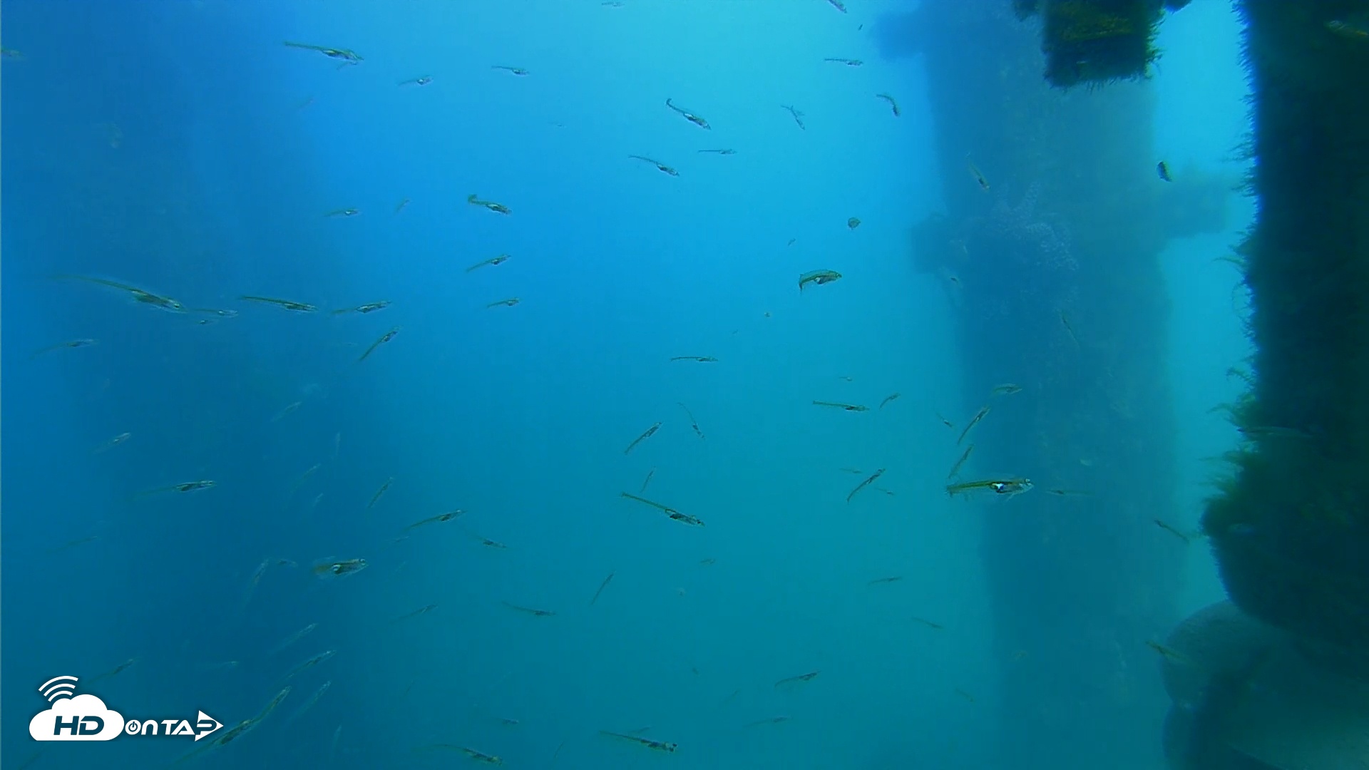 Snapshot of Scripps Pier Underwater Live Webcam taken Mar 25, 2026, 3:16pm PDT