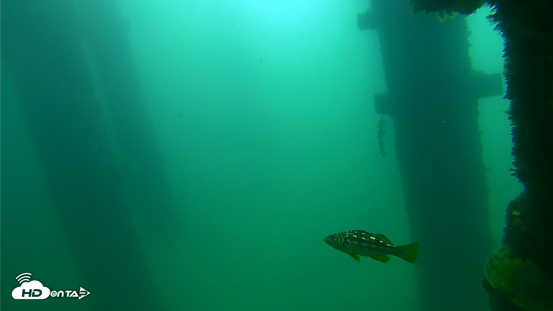 Snapshot of Scripps Pier Underwater Live Webcam taken Sep 23, 2026, 10:04am PDT