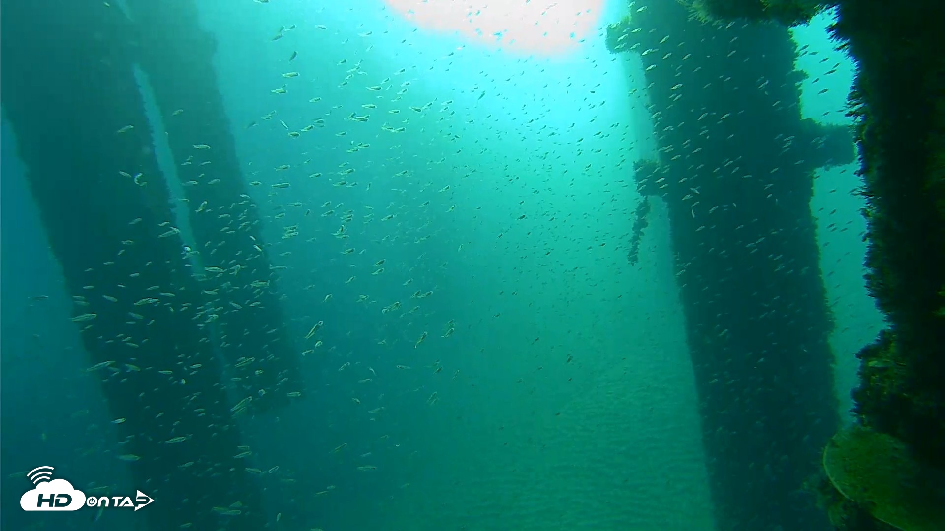 Snapshot of Scripps Pier Underwater Live Webcam taken Oct 7, 2026, 7:56am PDT