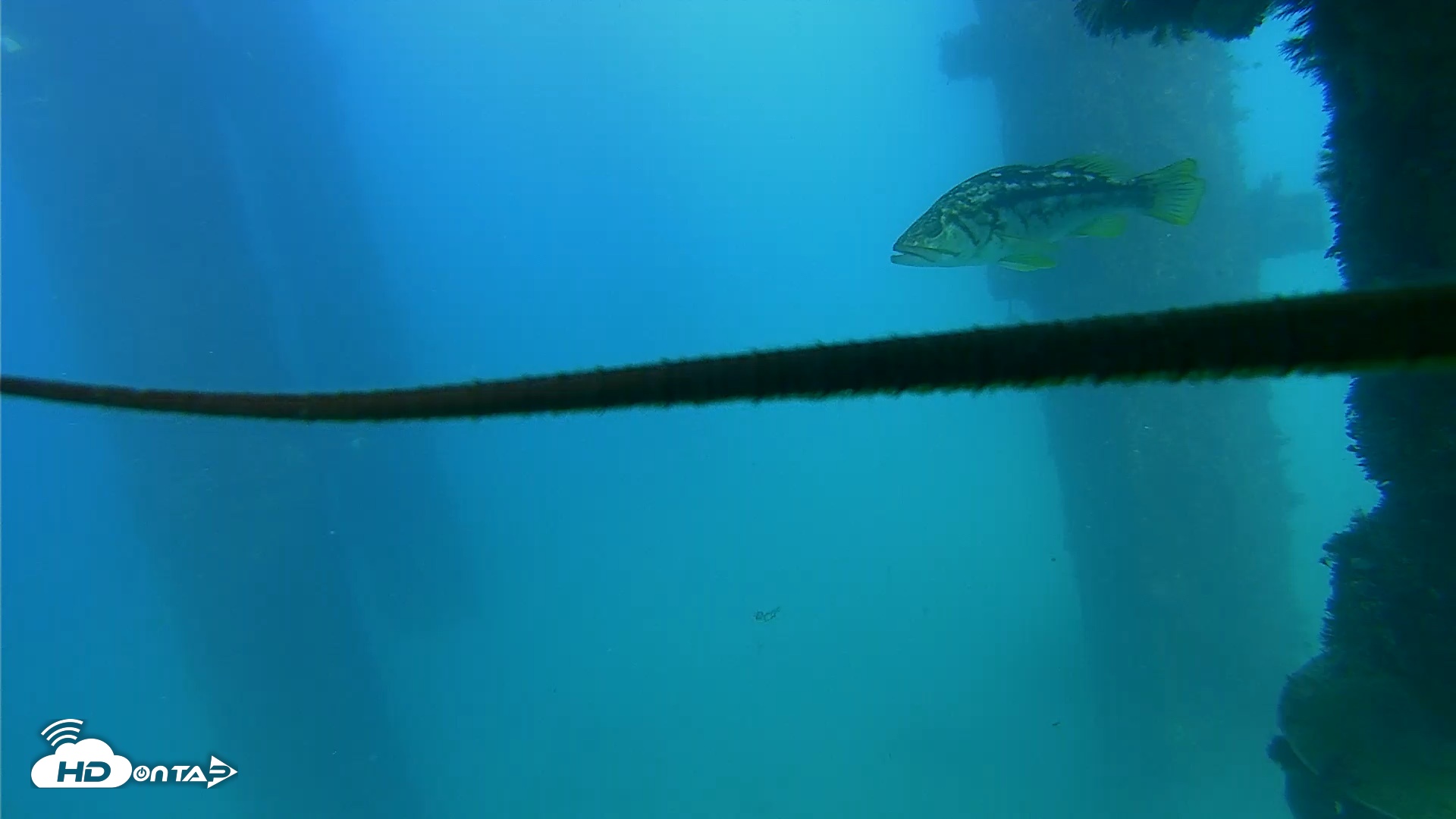 Snapshot of Scripps Pier Underwater Live Webcam taken Sep 21, 2026, 4:29pm PDT