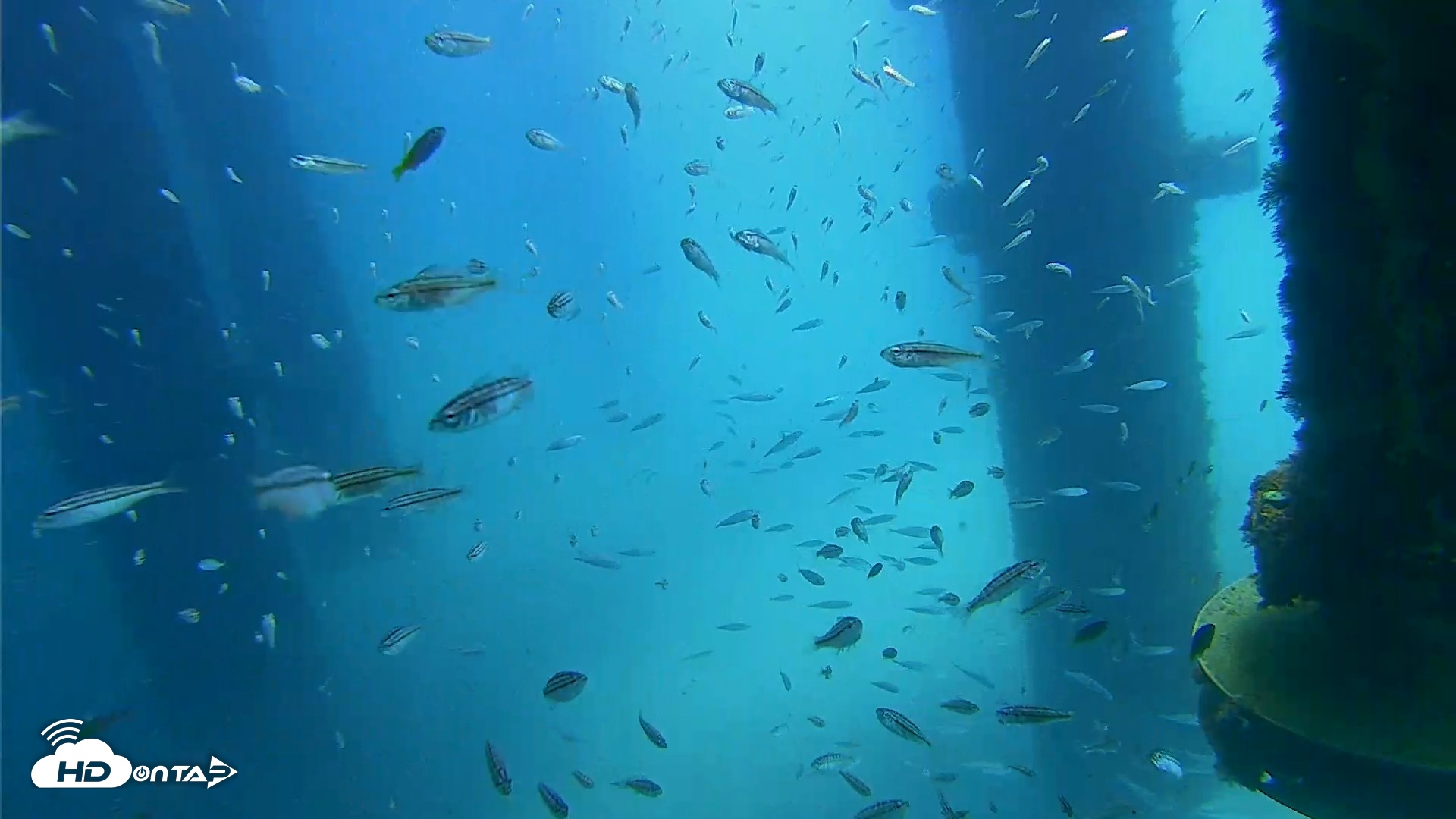 Snapshot of Scripps Pier Underwater Live Webcam taken Aug 27, 2026, 12:11pm PDT