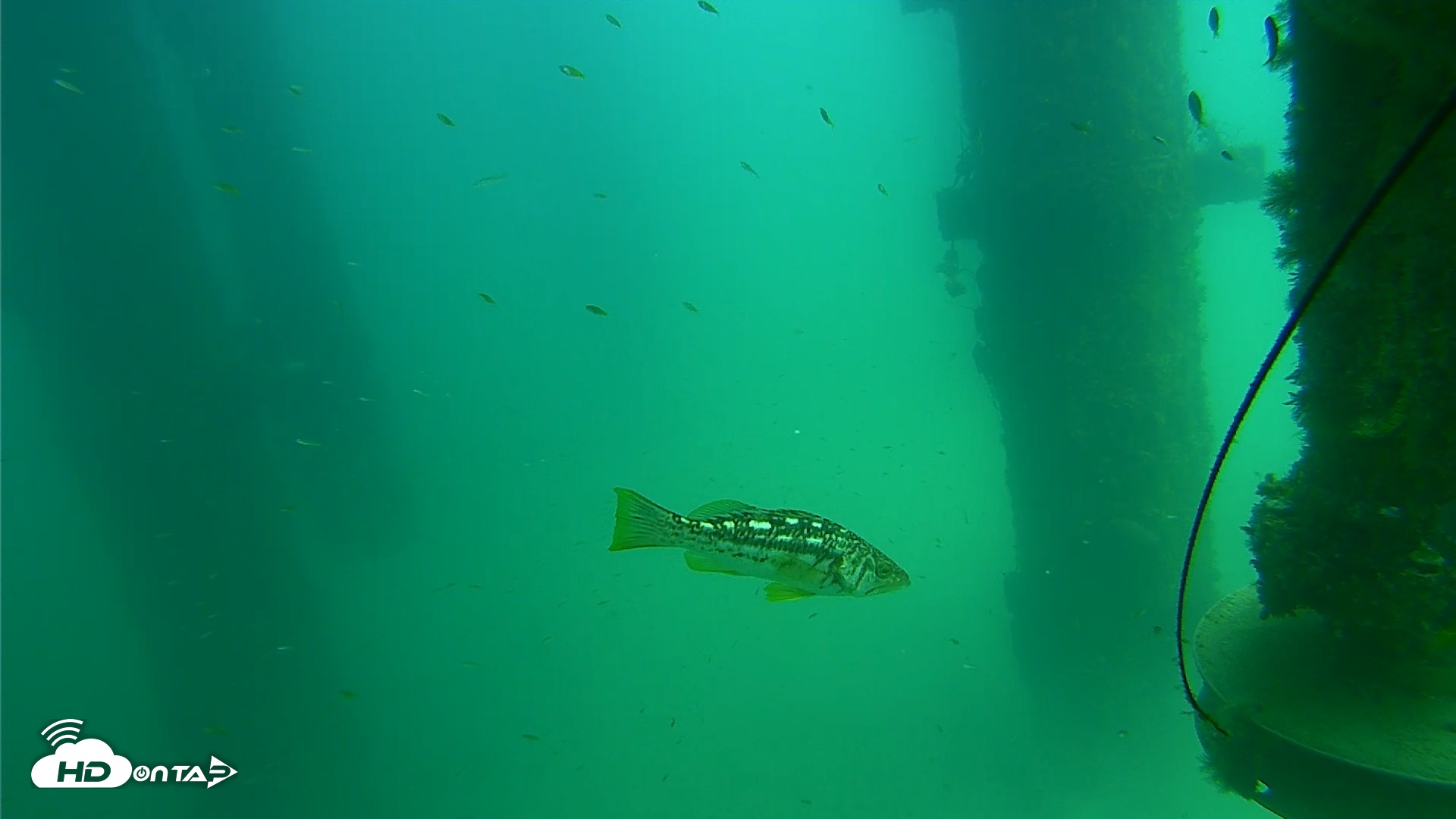 Snapshot of Scripps Pier Underwater Live Webcam taken Aug 14, 2026, 1:36pm PDT