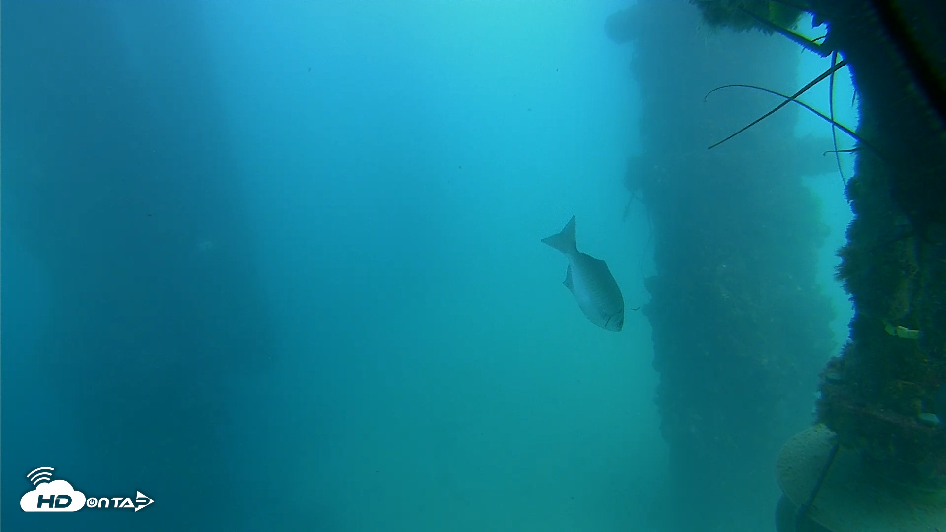 Snapshot of Scripps Pier Underwater Live Webcam taken Sep 8, 2025, 3:29pm PDT