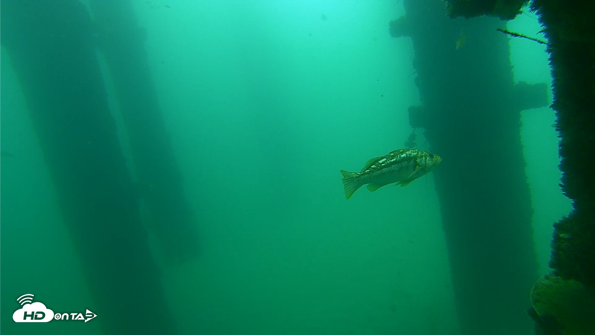 Snapshot of Scripps Pier Underwater Live Webcam taken Sep 17, 2026, 10:23am PDT