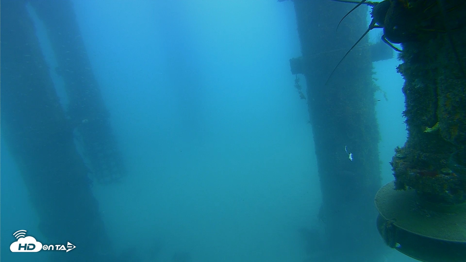 Snapshot of Scripps Pier Underwater Live Webcam taken Aug 4, 2026, 9:49am PDT
