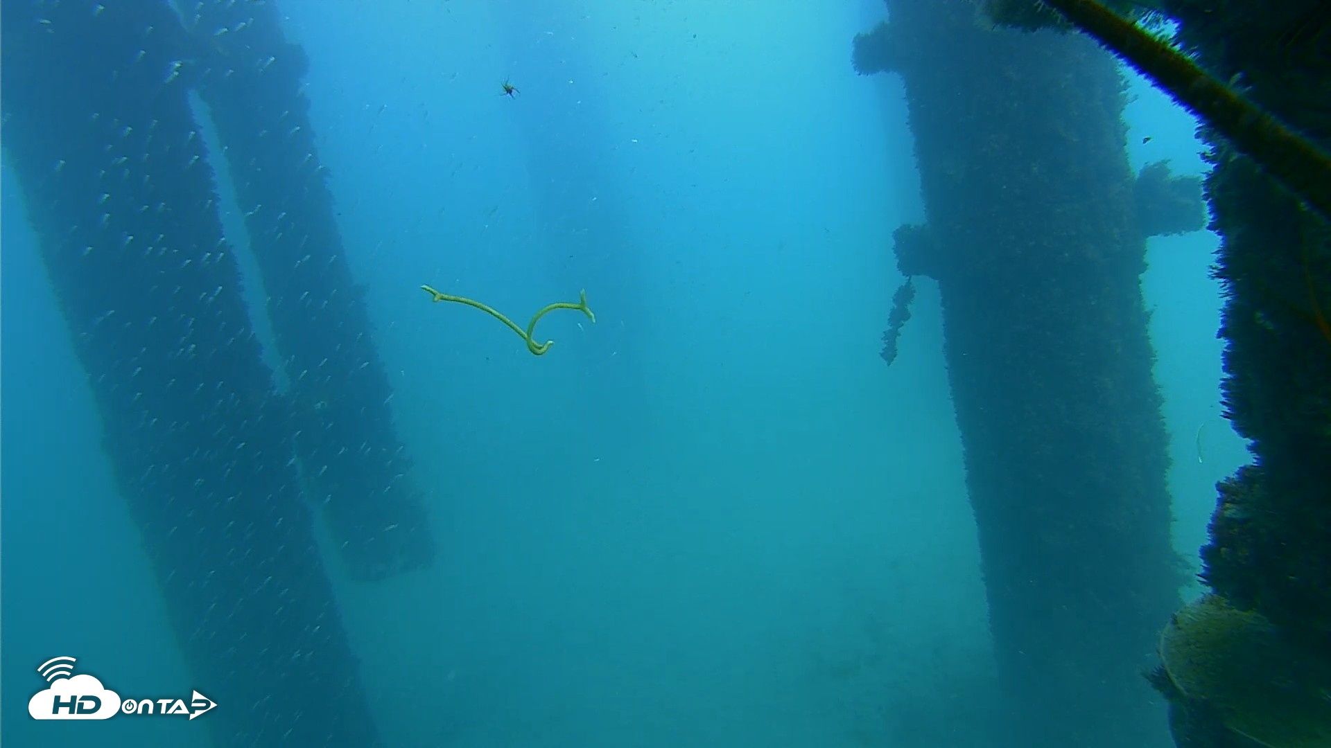 Snapshot of Scripps Pier Underwater Live Webcam taken Oct 7, 2026, 2:53pm PDT