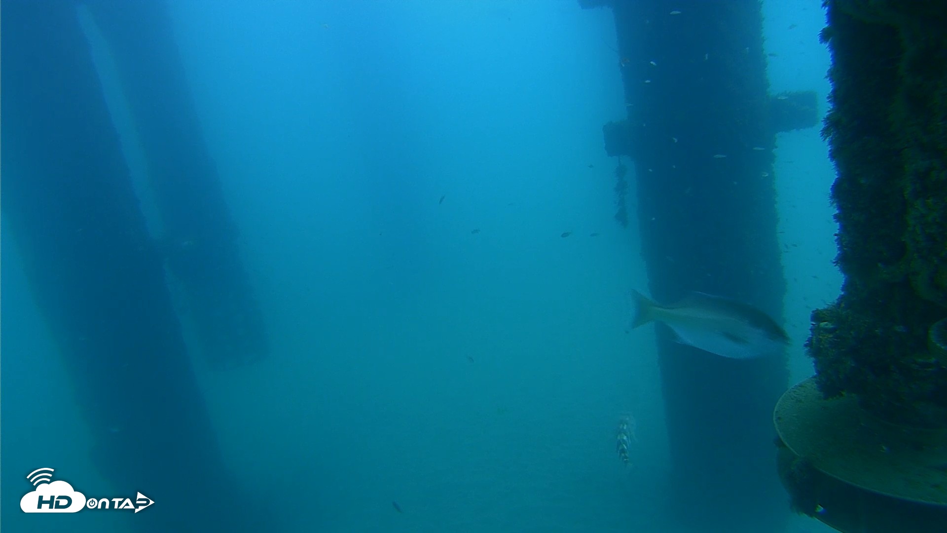Snapshot of Scripps Pier Underwater Live Webcam taken Aug 25, 2026, 6:58am PDT