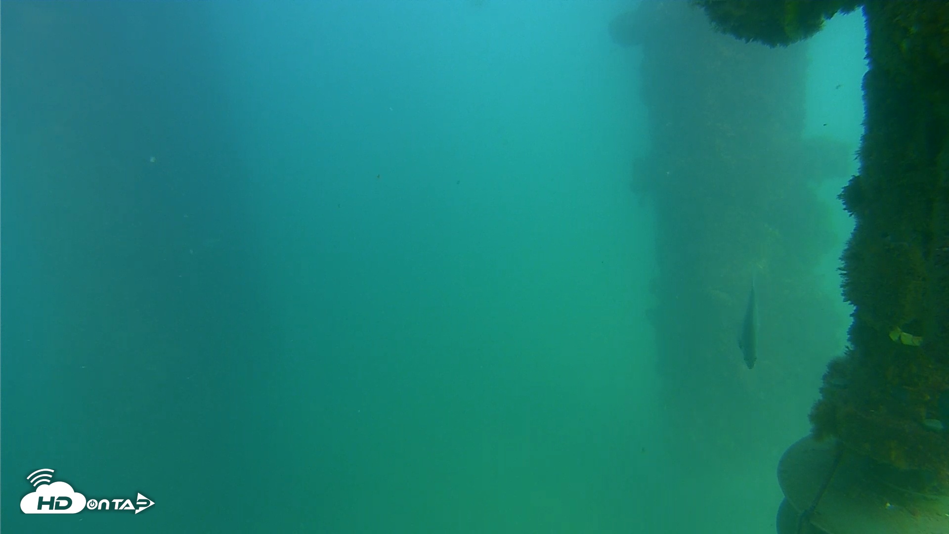 Snapshot of Scripps Pier Underwater Live Webcam taken Sep 23, 2025, 4:19pm PDT