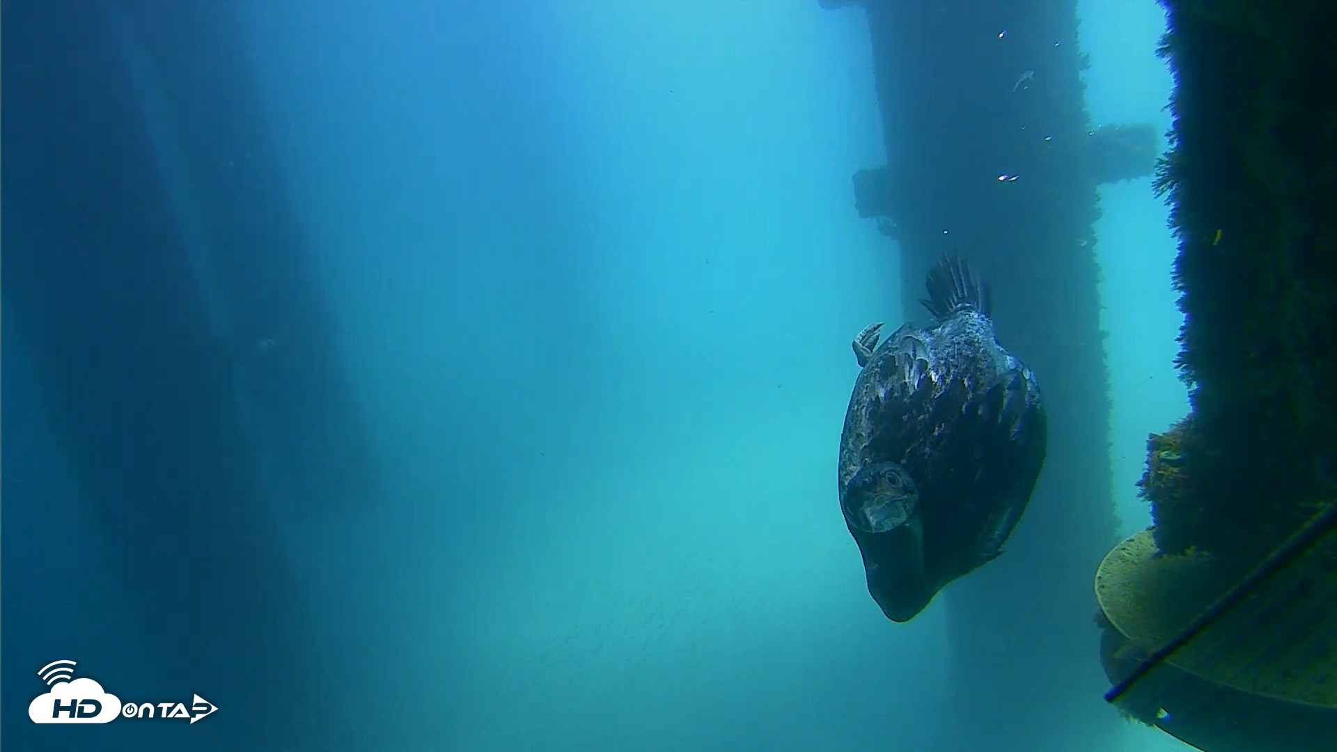 Snapshot of Scripps Pier Underwater Live Webcam taken Aug 27, 2026, 12:40pm PDT