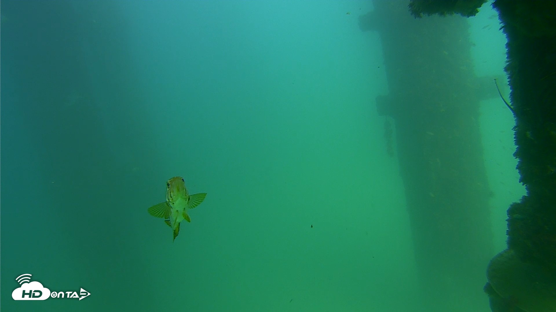 Snapshot of Scripps Pier Underwater Live Webcam taken Sep 18, 2026, 3:18pm PDT