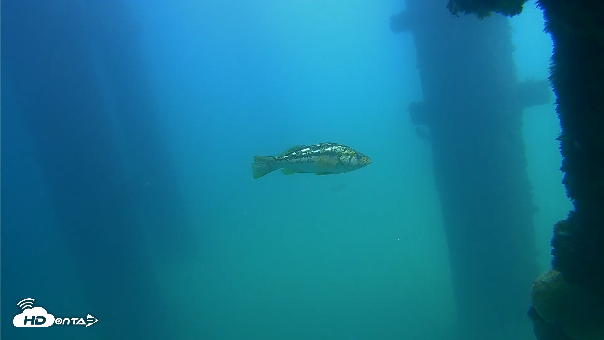 Snapshot of Scripps Pier Underwater Live Webcam taken Sep 22, 2026, 12:59pm PDT