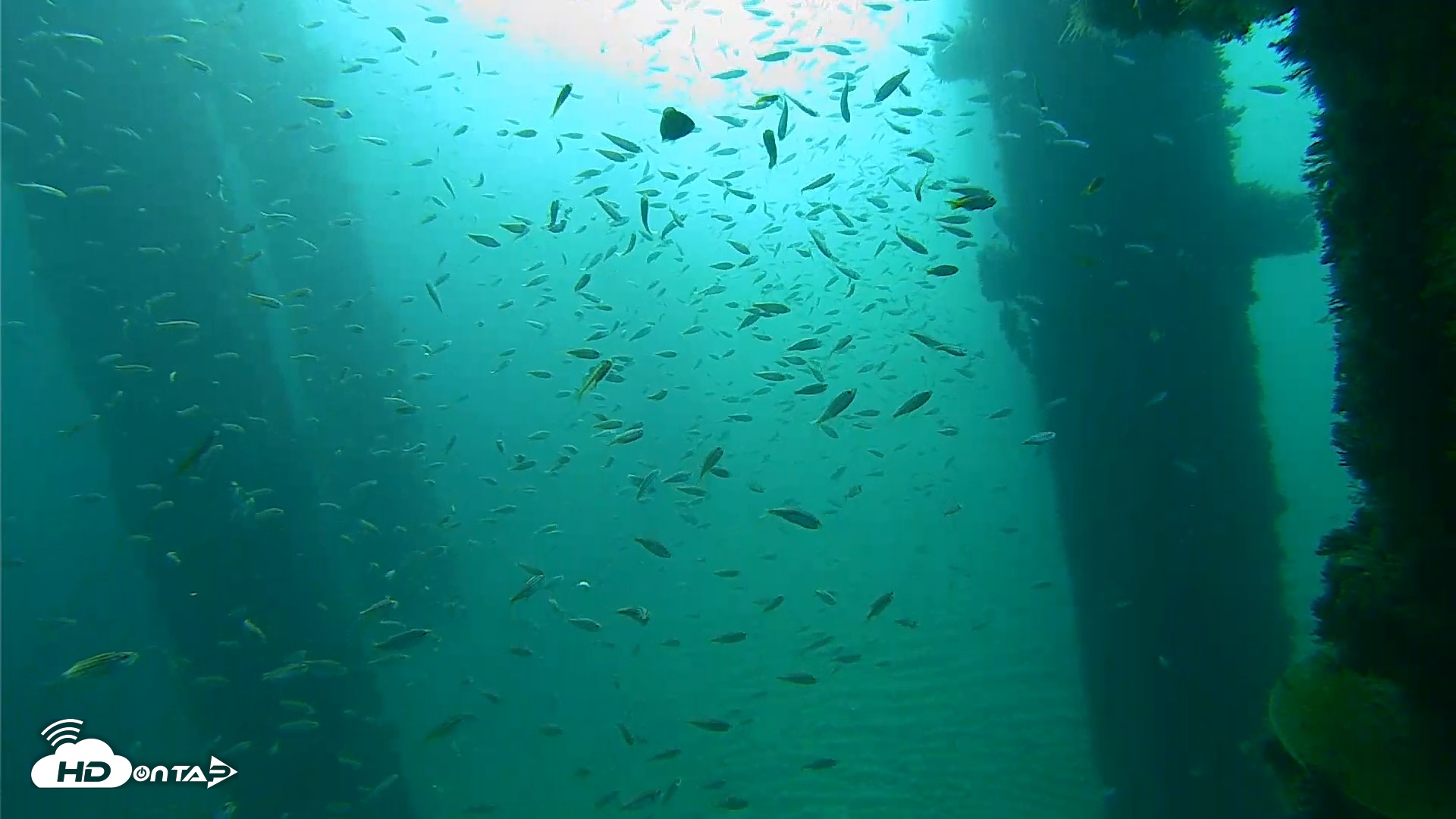 Snapshot of Scripps Pier Underwater Live Webcam taken Oct 6, 2026, 8:20am PDT
