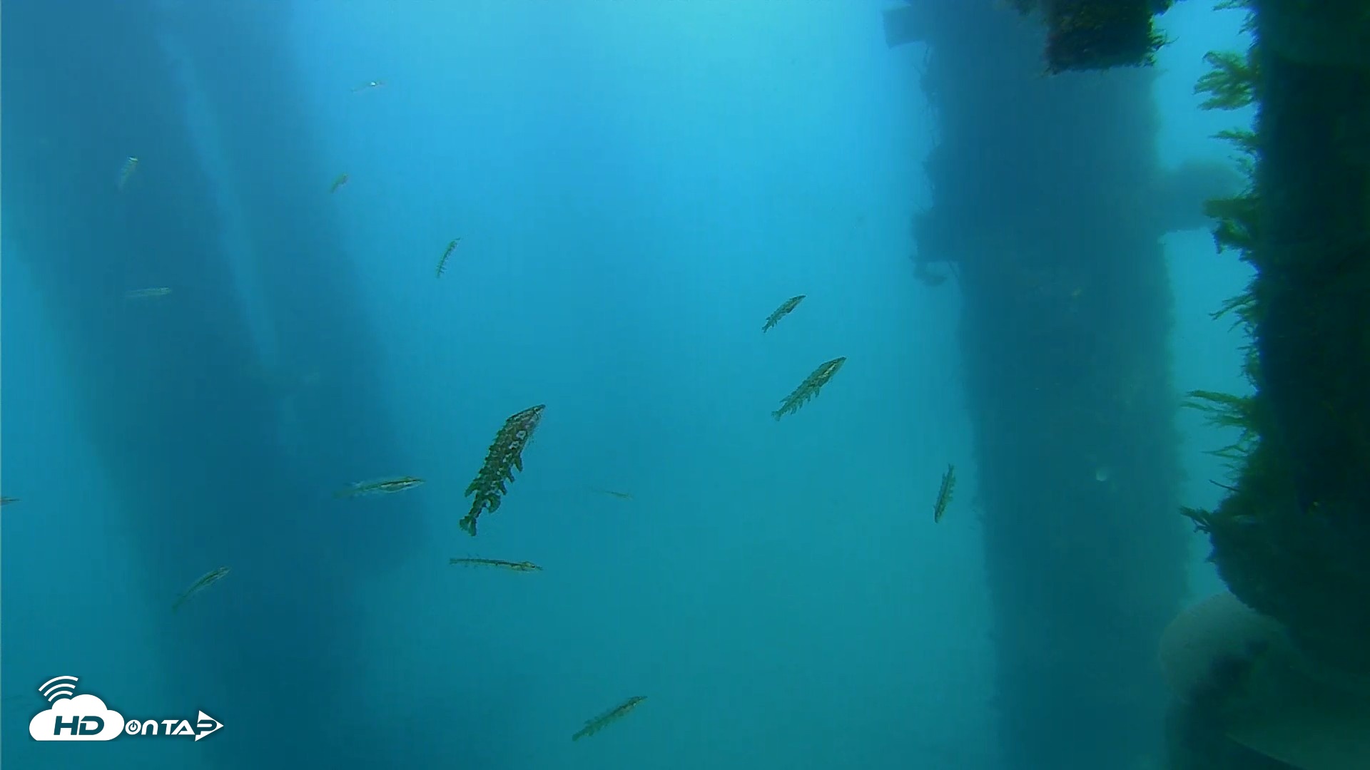 Snapshot of Scripps Pier Underwater Live Webcam taken Apr 12, 2026, 4:37pm PDT