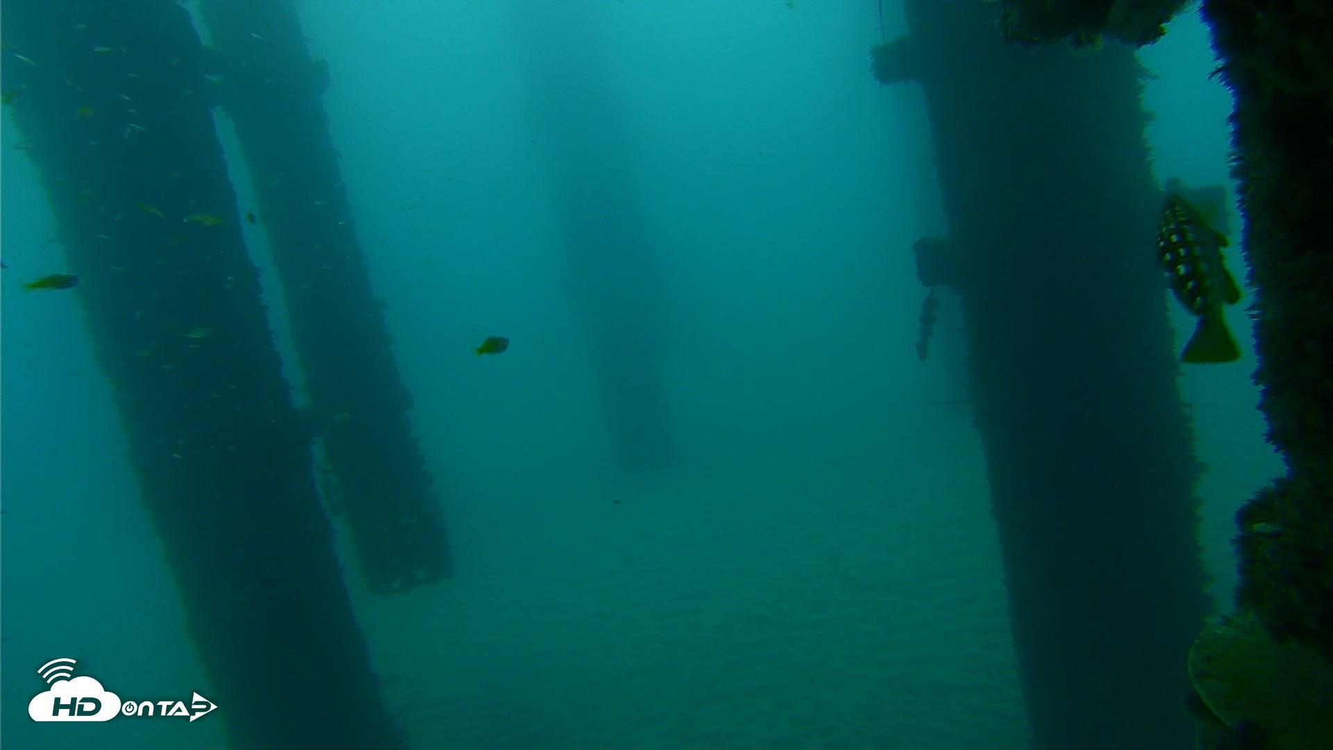 Snapshot of Scripps Pier Underwater Live Webcam taken Sep 17, 2026, 7:28am PDT