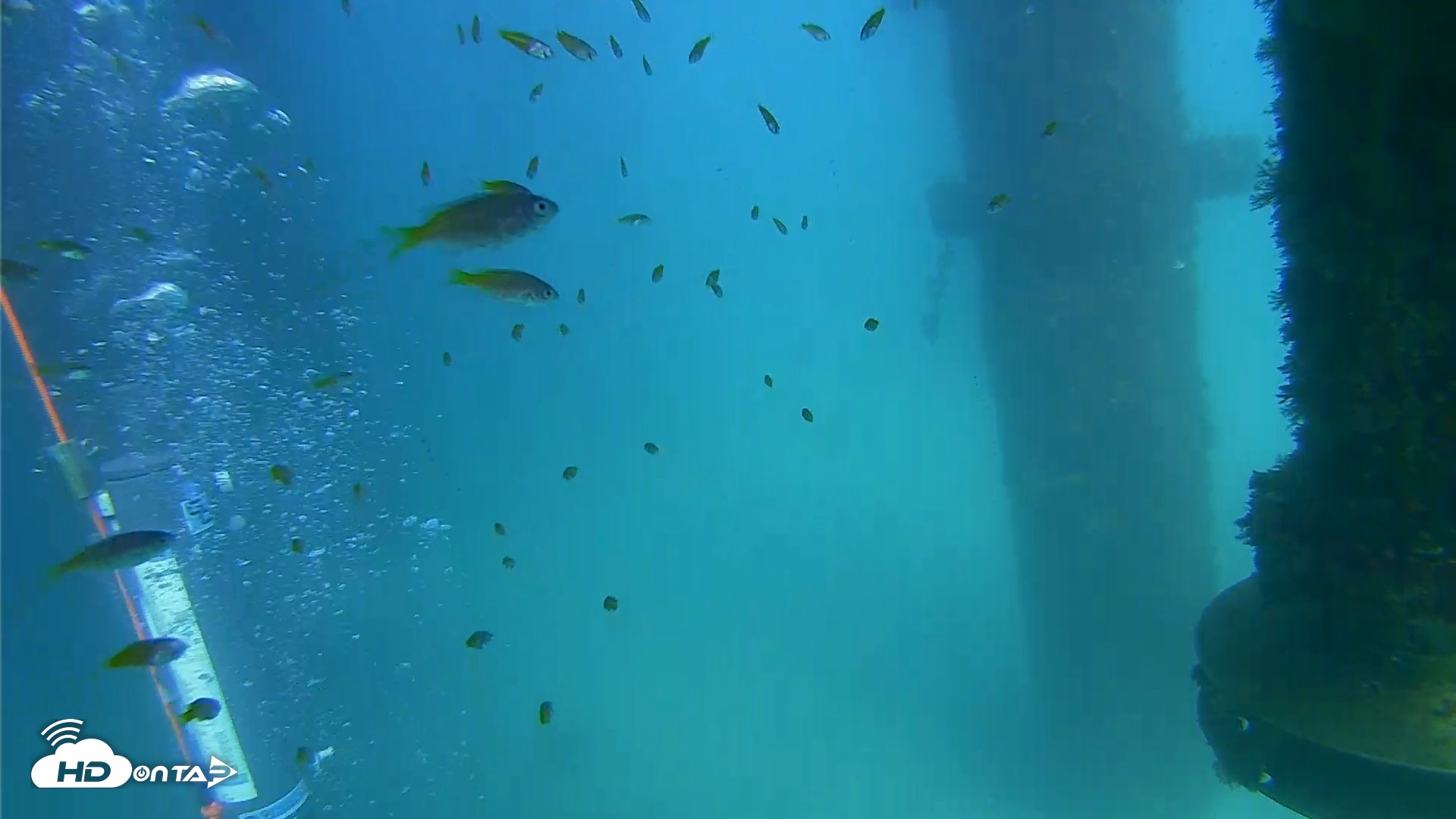 Snapshot of Scripps Pier Underwater Live Webcam taken Aug 28, 2026, 3:09pm PDT