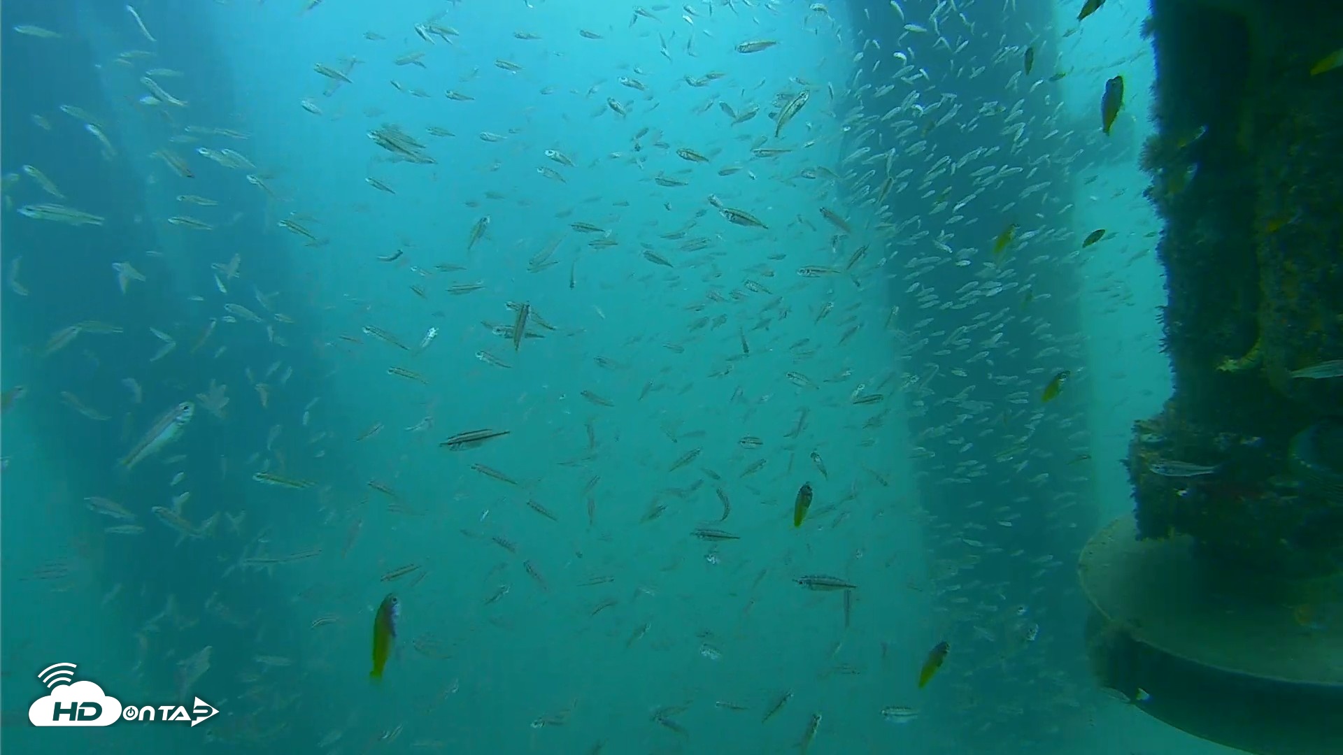 Snapshot of Scripps Pier Underwater Live Webcam taken Aug 10, 2026, 9:14am PDT