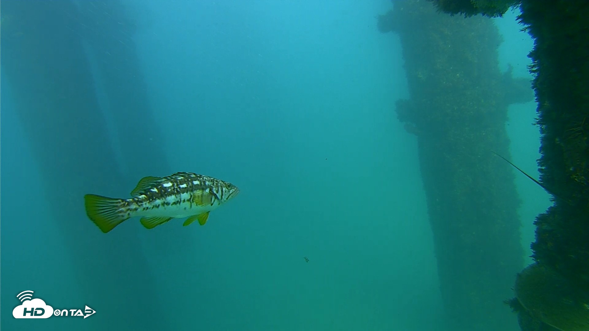 Snapshot of Scripps Pier Underwater Live Webcam taken Oct 8, 2026, 4:32pm PDT