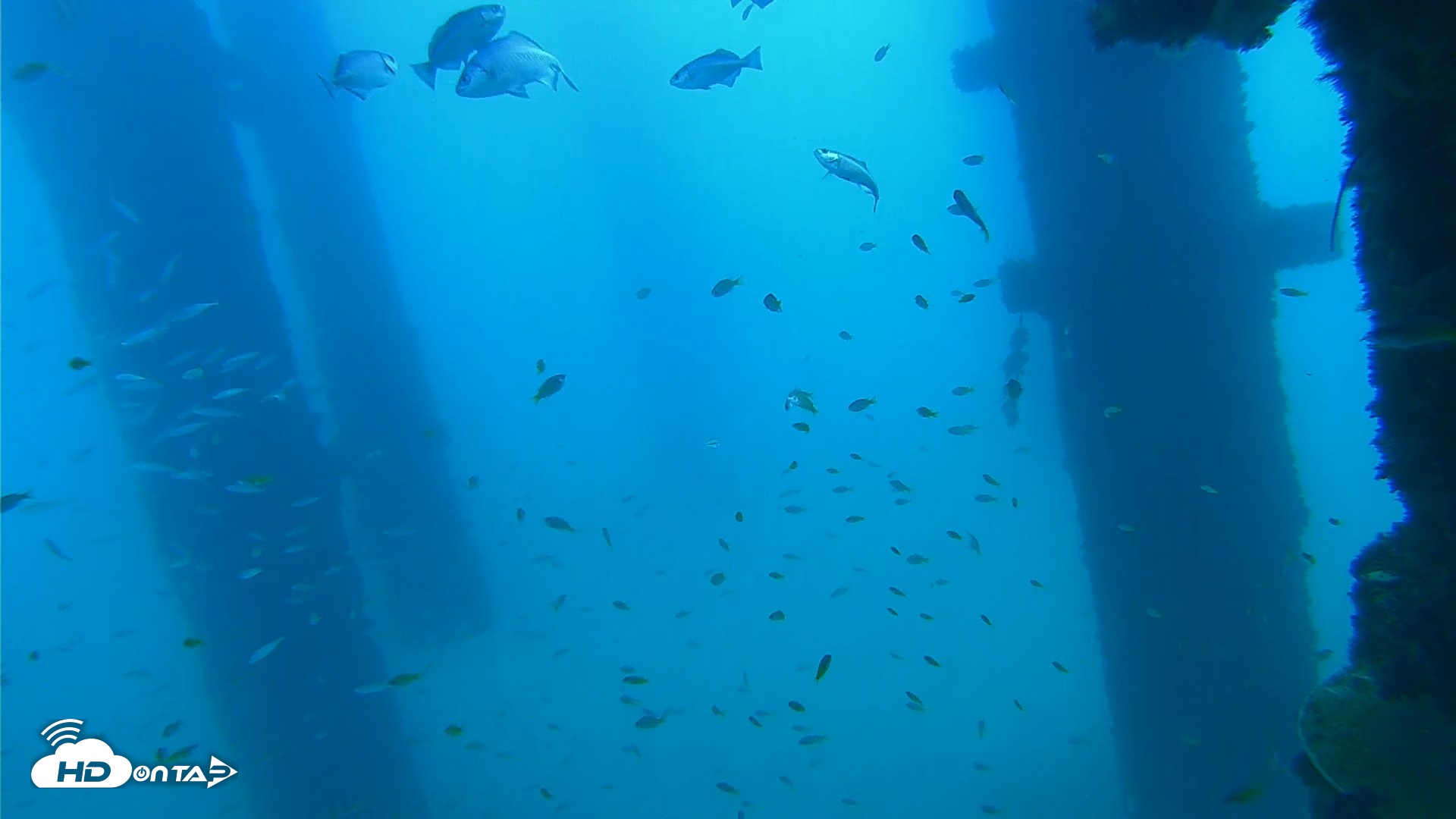 Snapshot of Scripps Pier Underwater Live Webcam taken Sep 16, 2026, 10:32am PDT