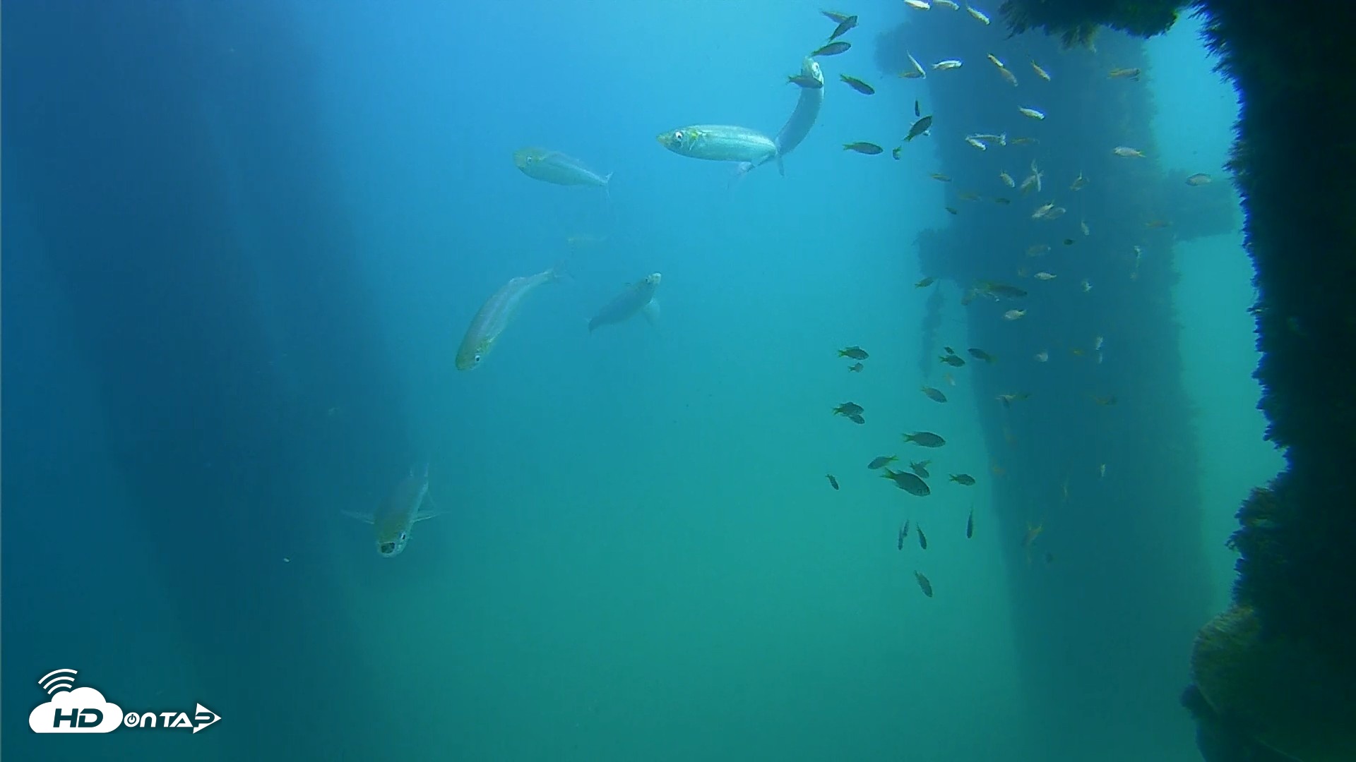 Snapshot of Scripps Pier Underwater Live Webcam taken Sep 22, 2026, 1:05pm PDT