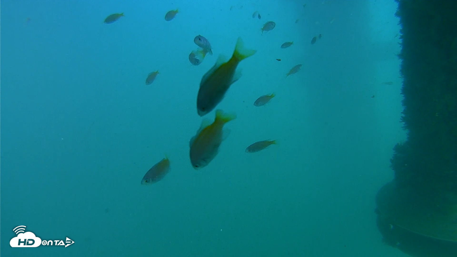 Snapshot of Scripps Pier Underwater Live Webcam taken Aug 30, 2026, 4:09pm PDT
